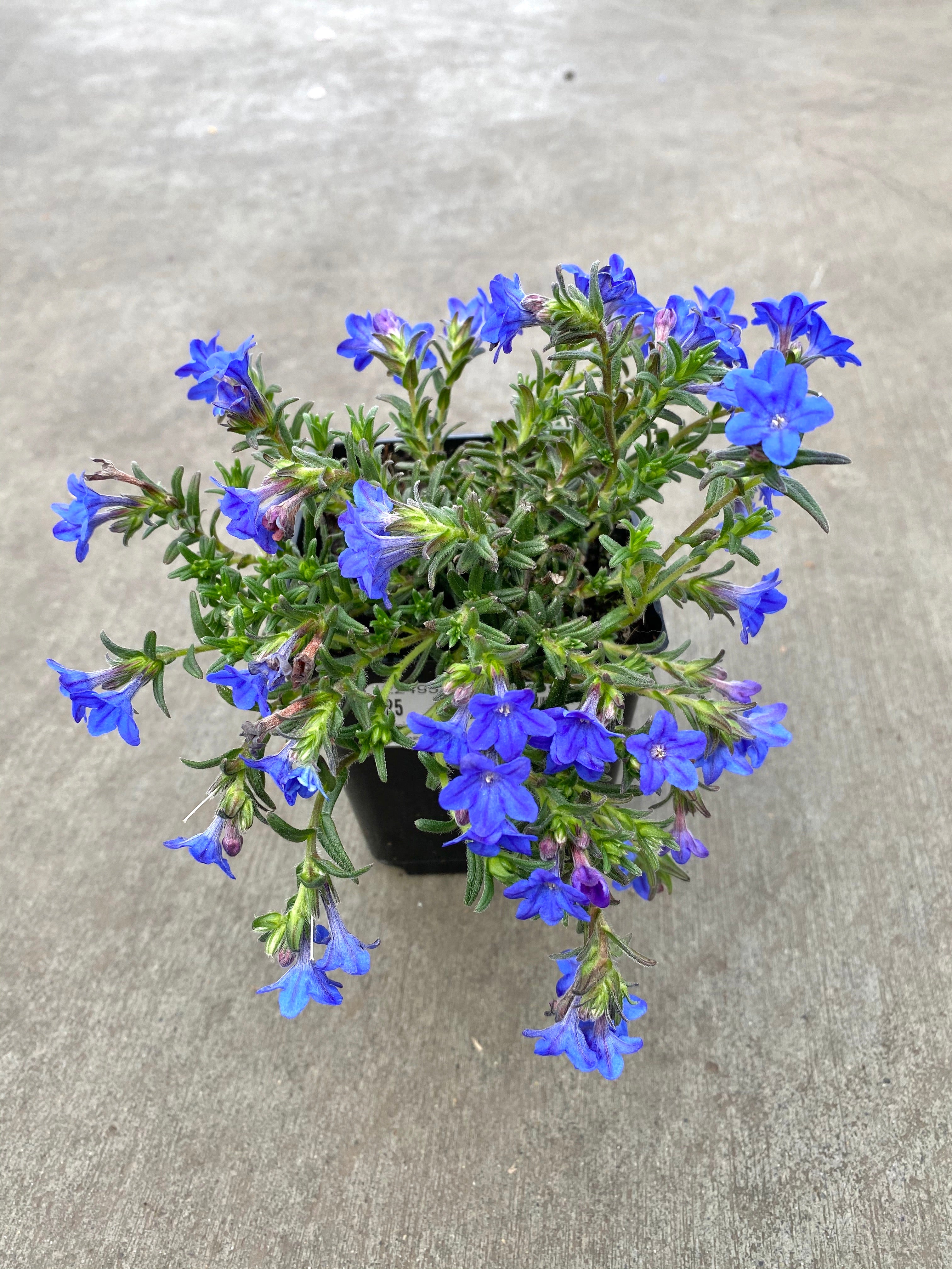 Lithodora Grace Ward