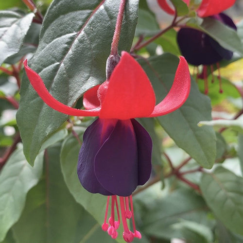 Fuchsia | Lord Byron 4"