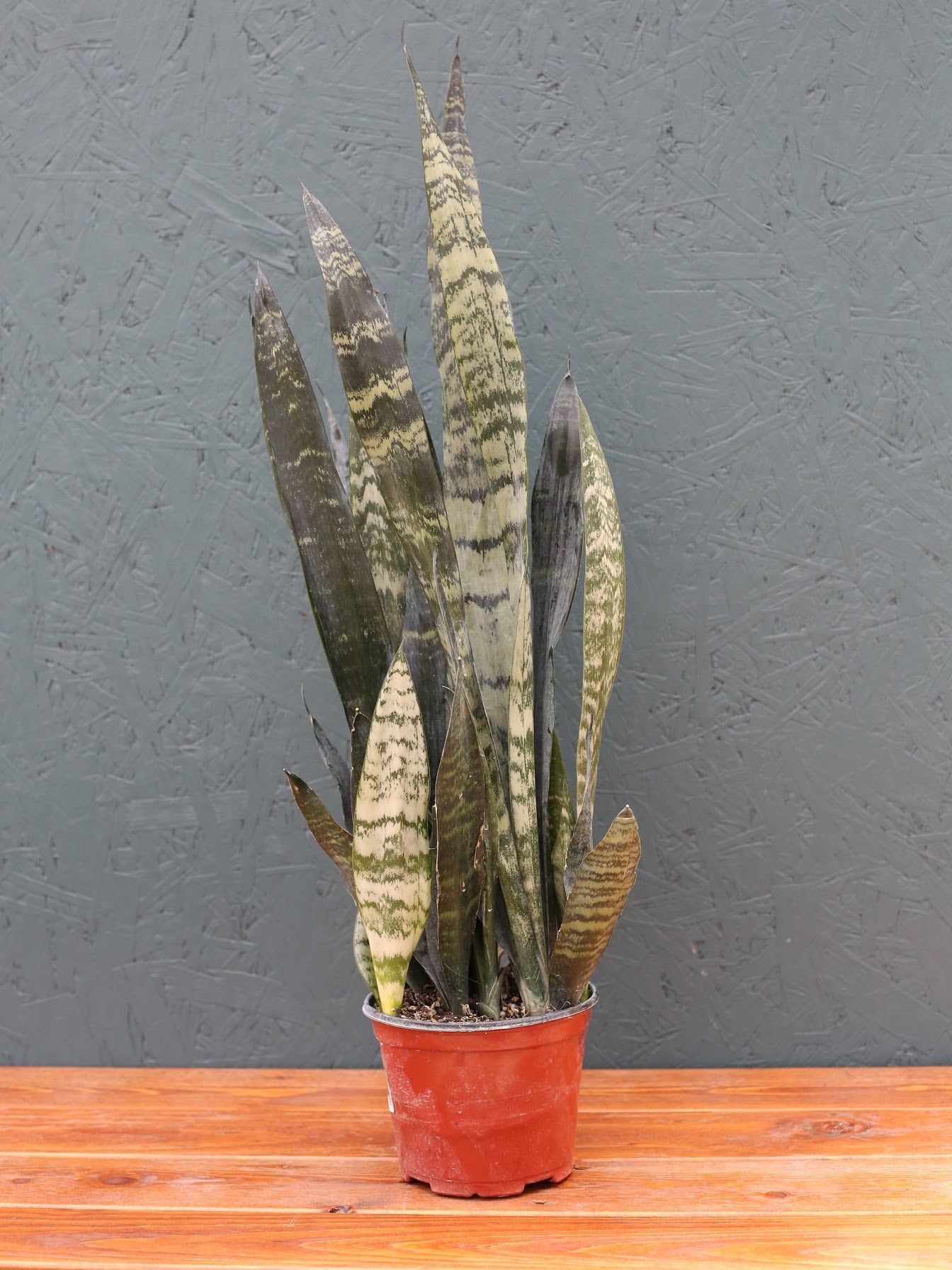 Snake Plant ‘Zeylanica’