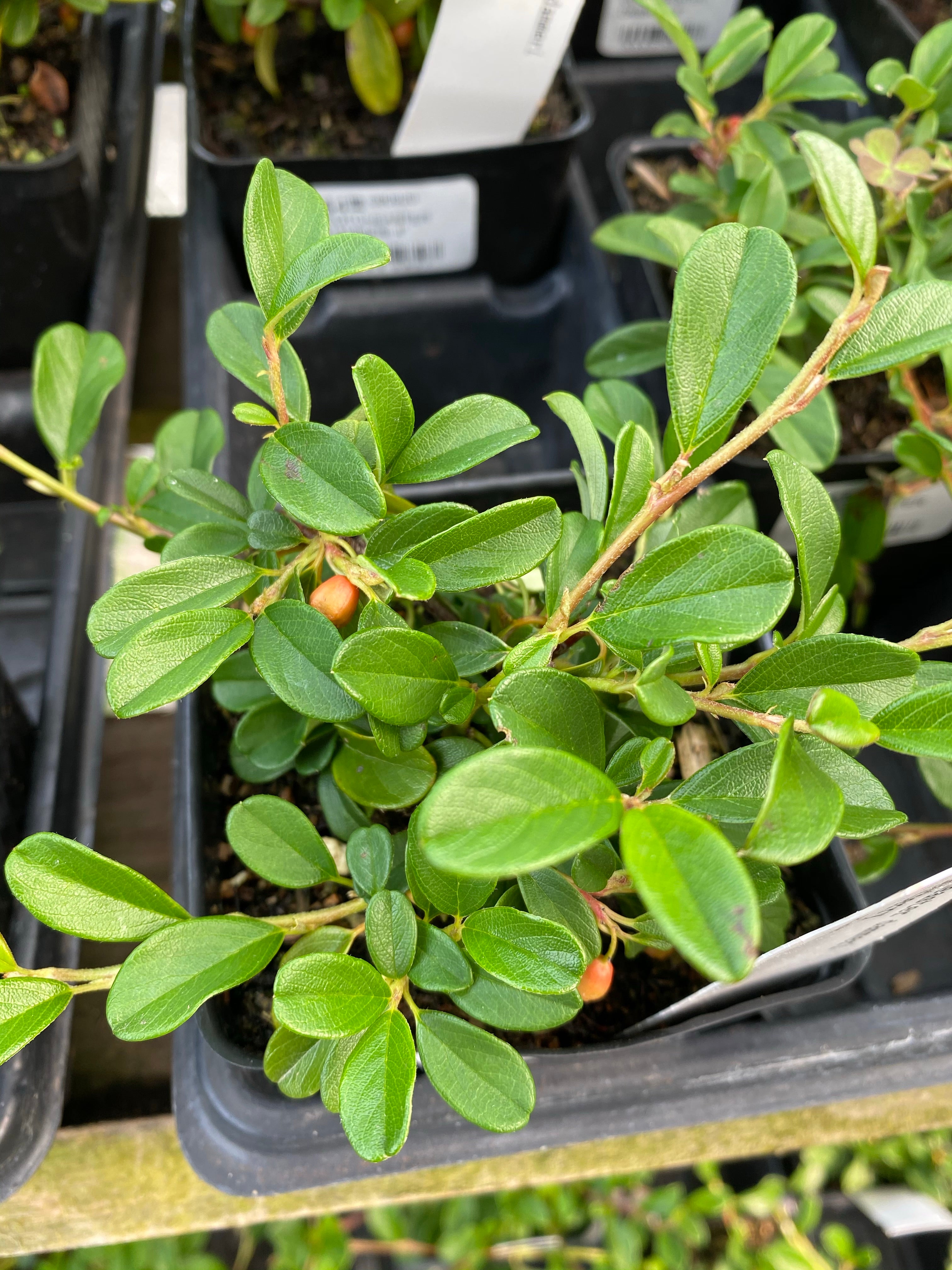 Cotoneaster Dammeri 4"