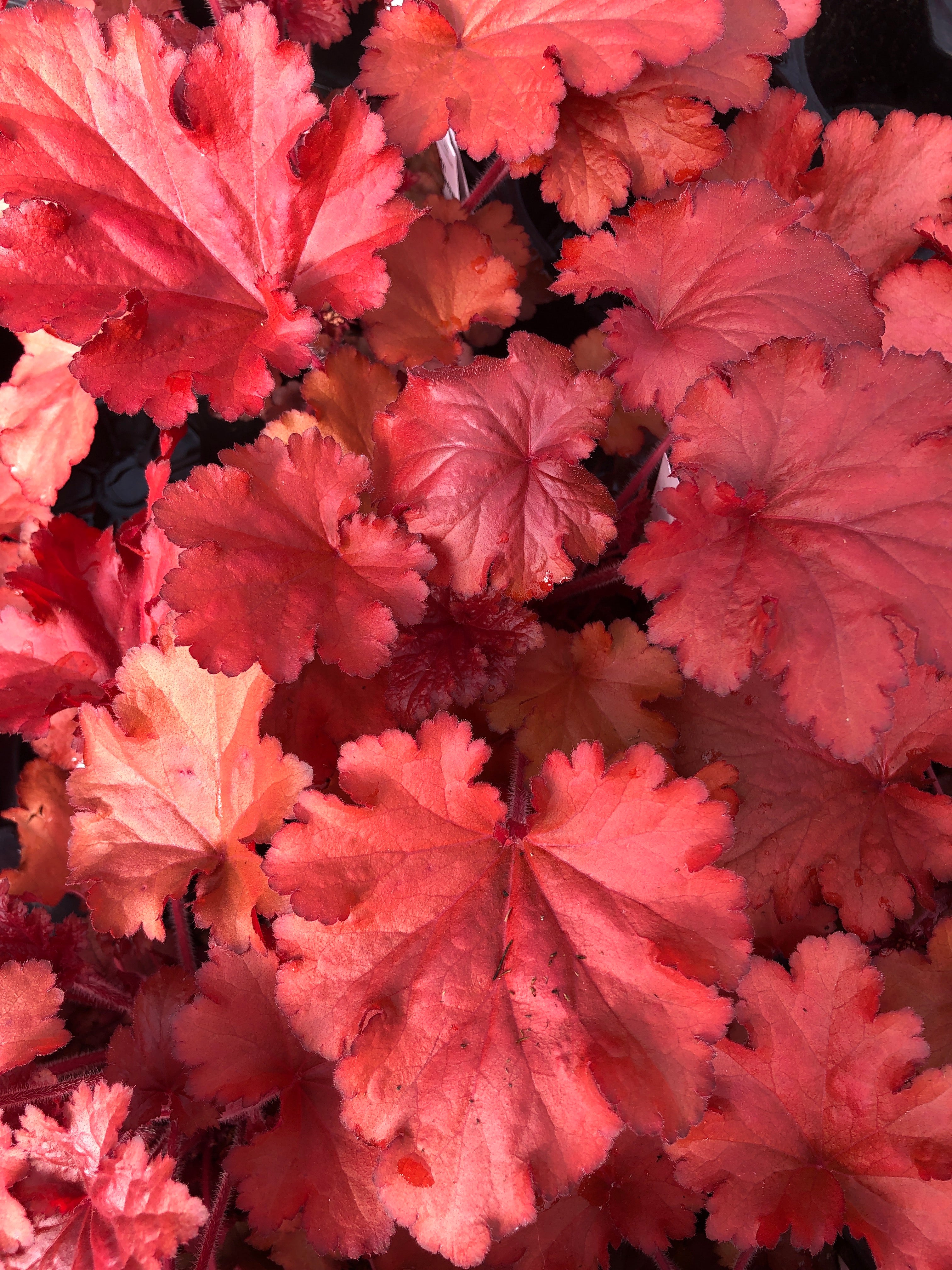 Heuchera 'Forever™️ Red' 1G