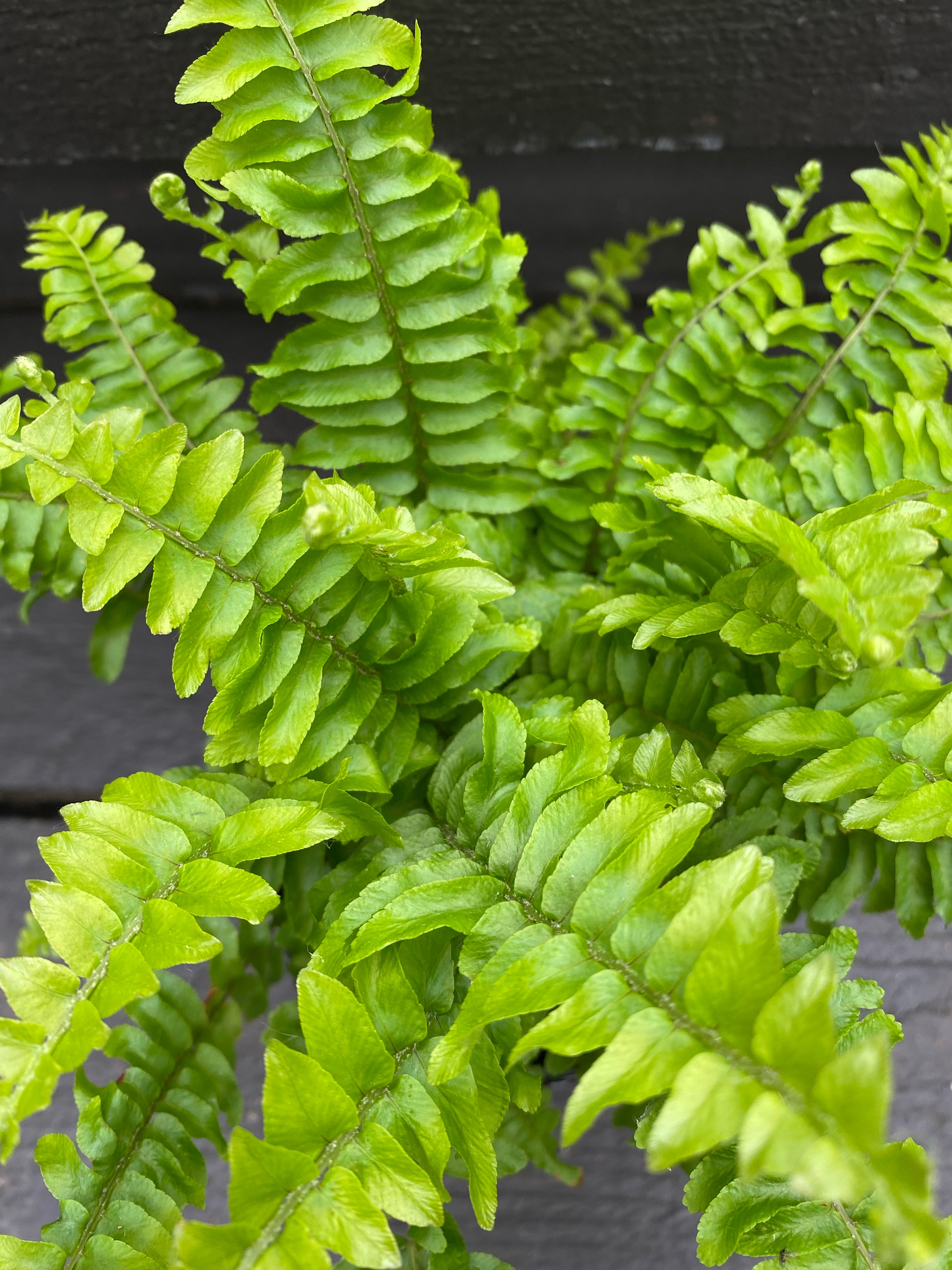 Boston Fern 4”