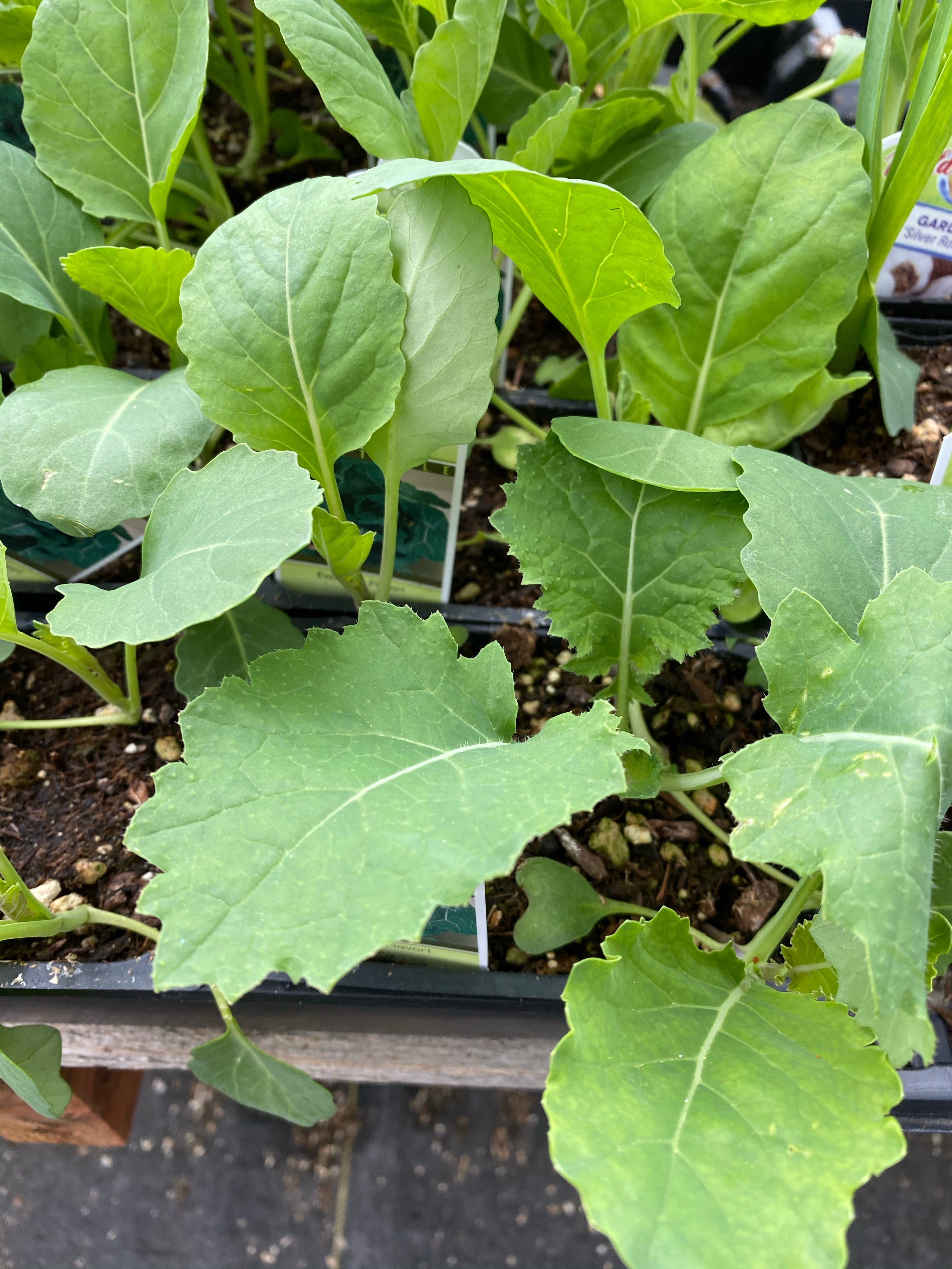 Collards Pack