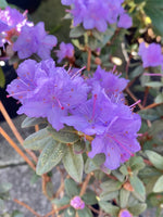 Rhododendron 'Ramapo’