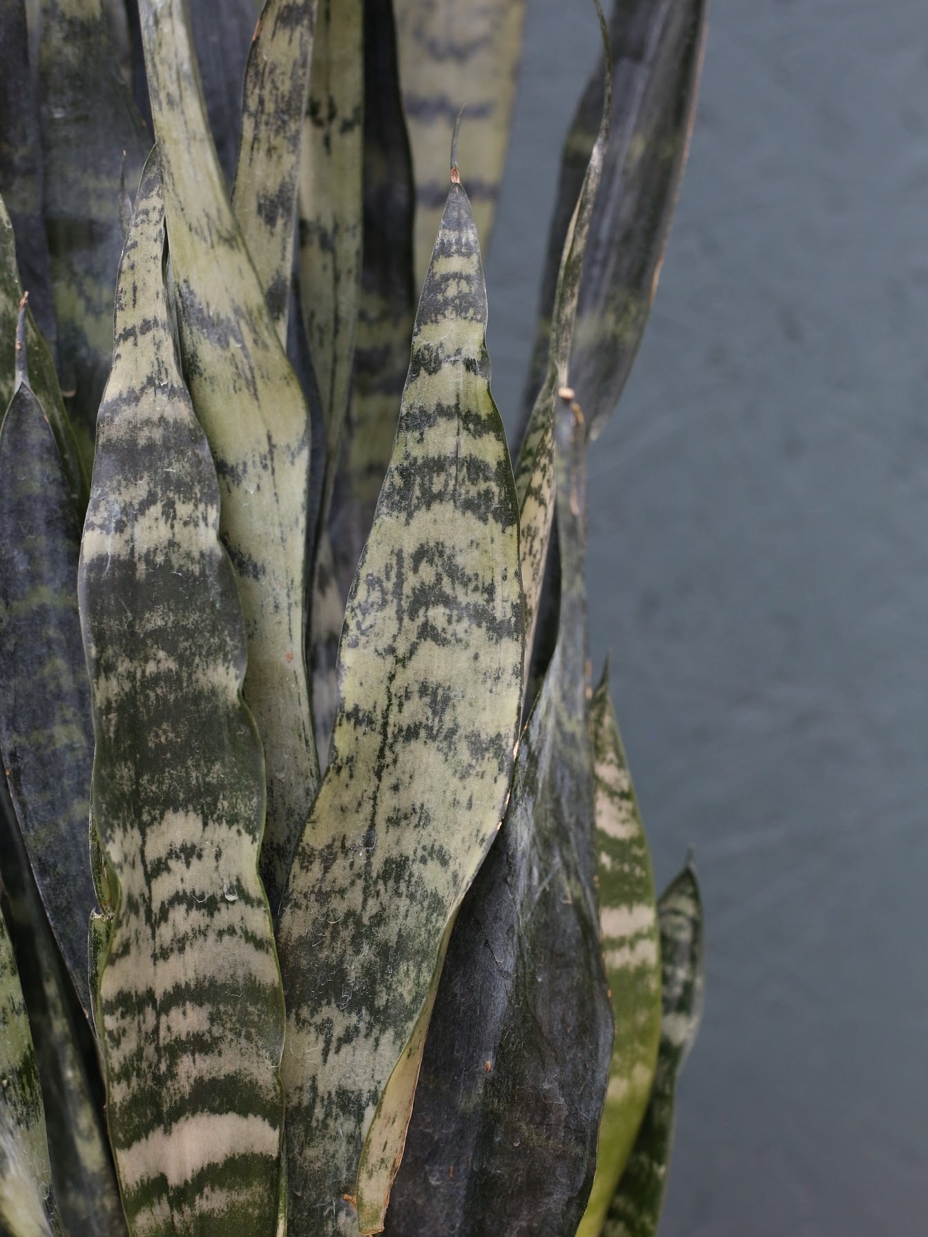 Snake Plant ‘Zeylanica’