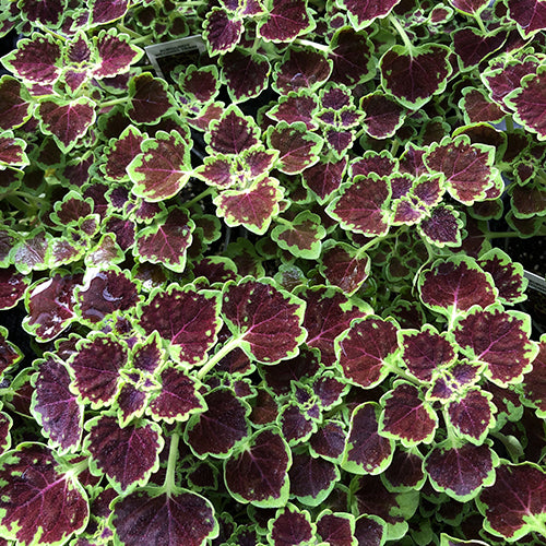 Watson's Greenhouse 
