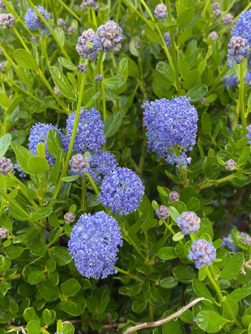 Ceanothus Victoria