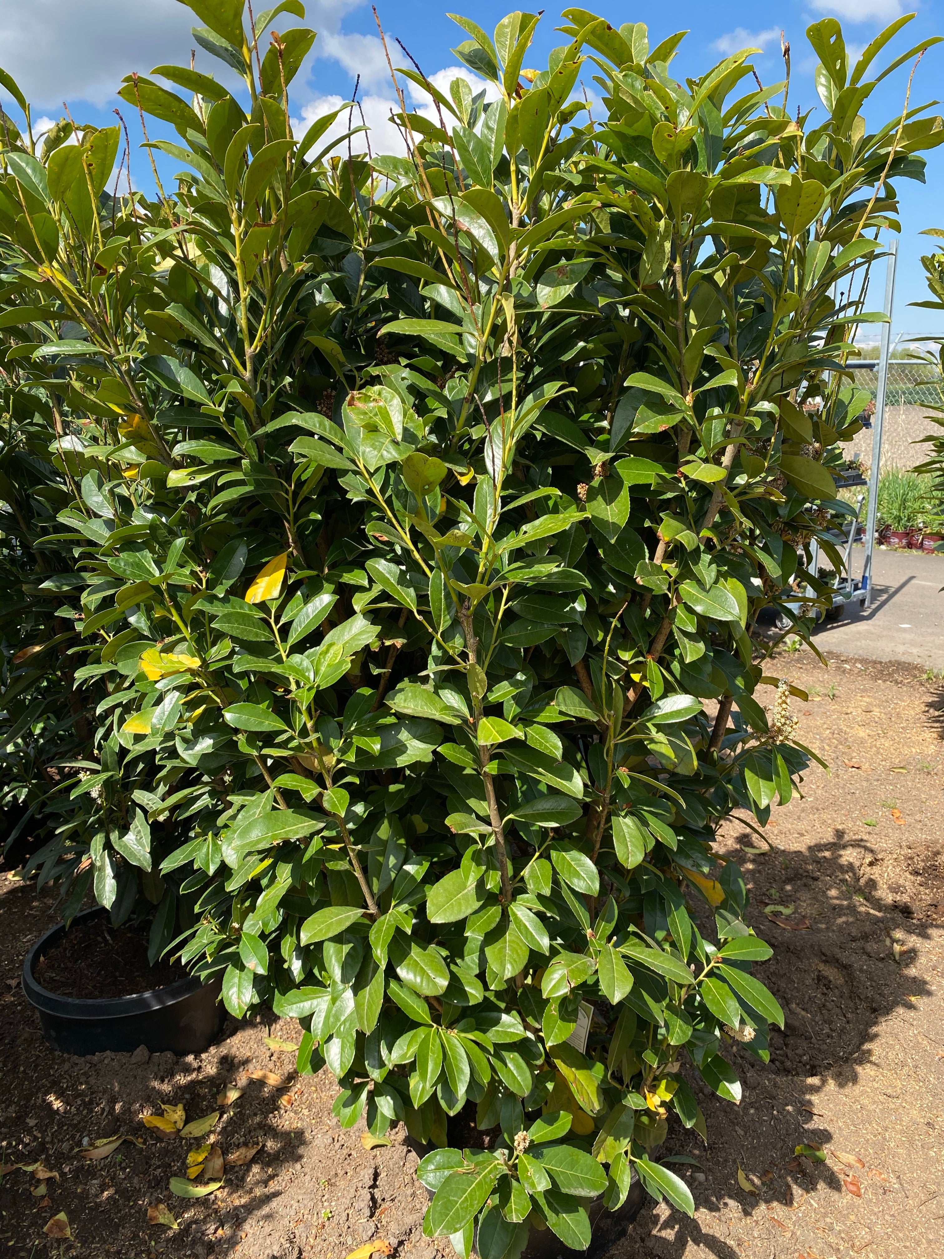 Skip Laurel Cherry 'Schipkaensis'