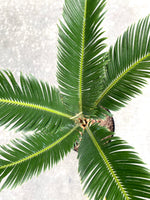 Sago Palm 6”