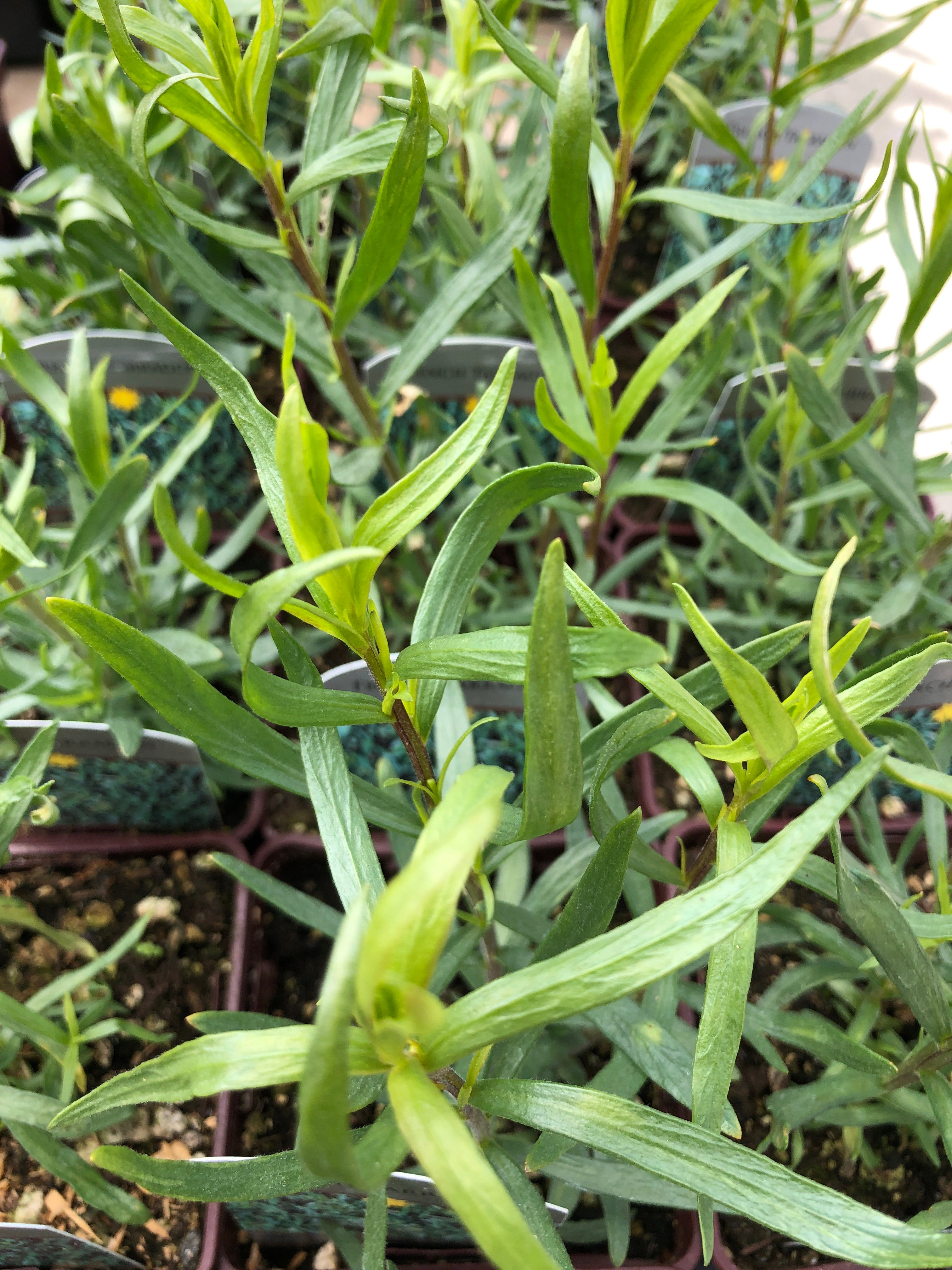 Tarragon French 4''