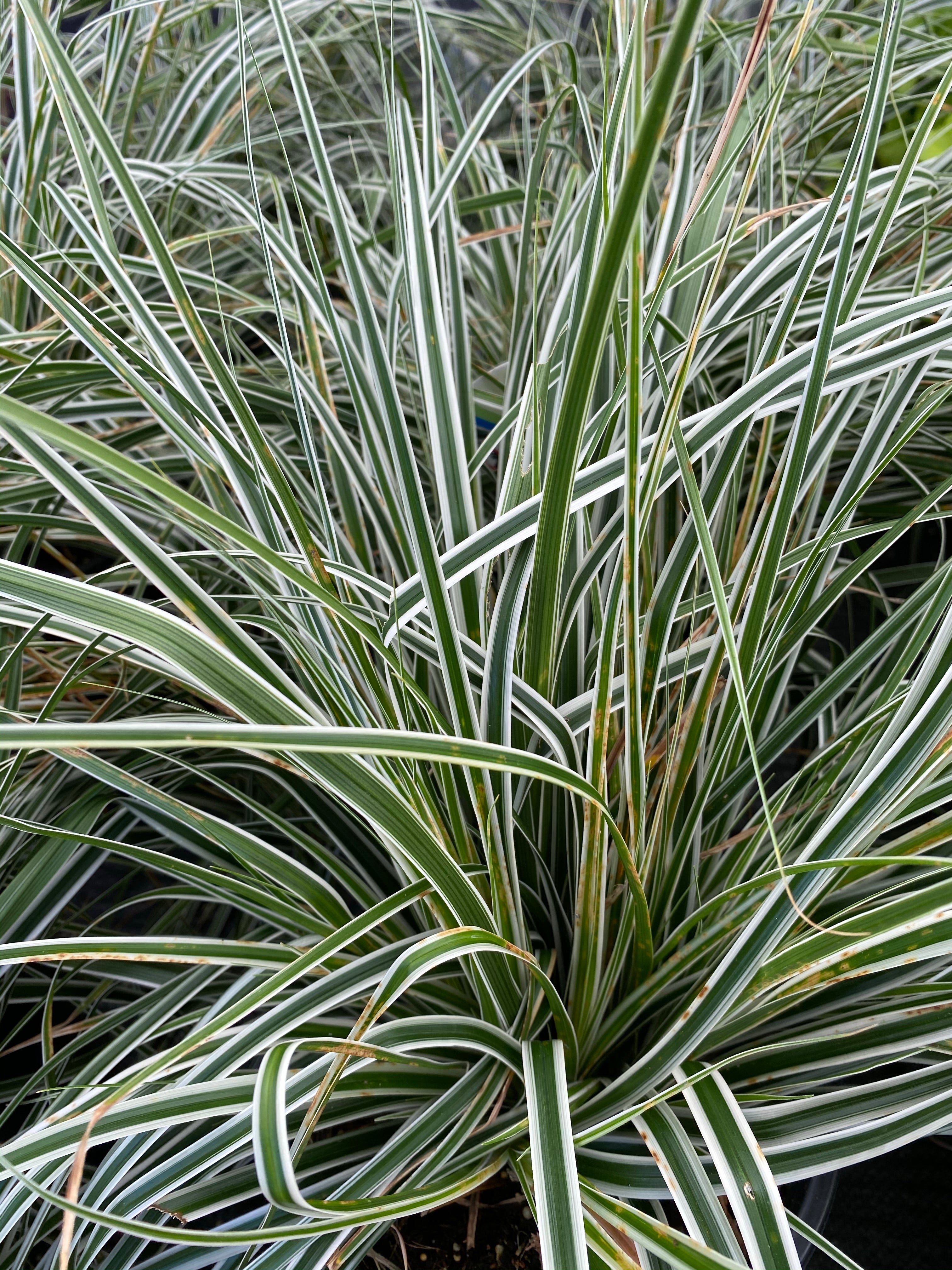 Carex Evercolor® ‘Everest’