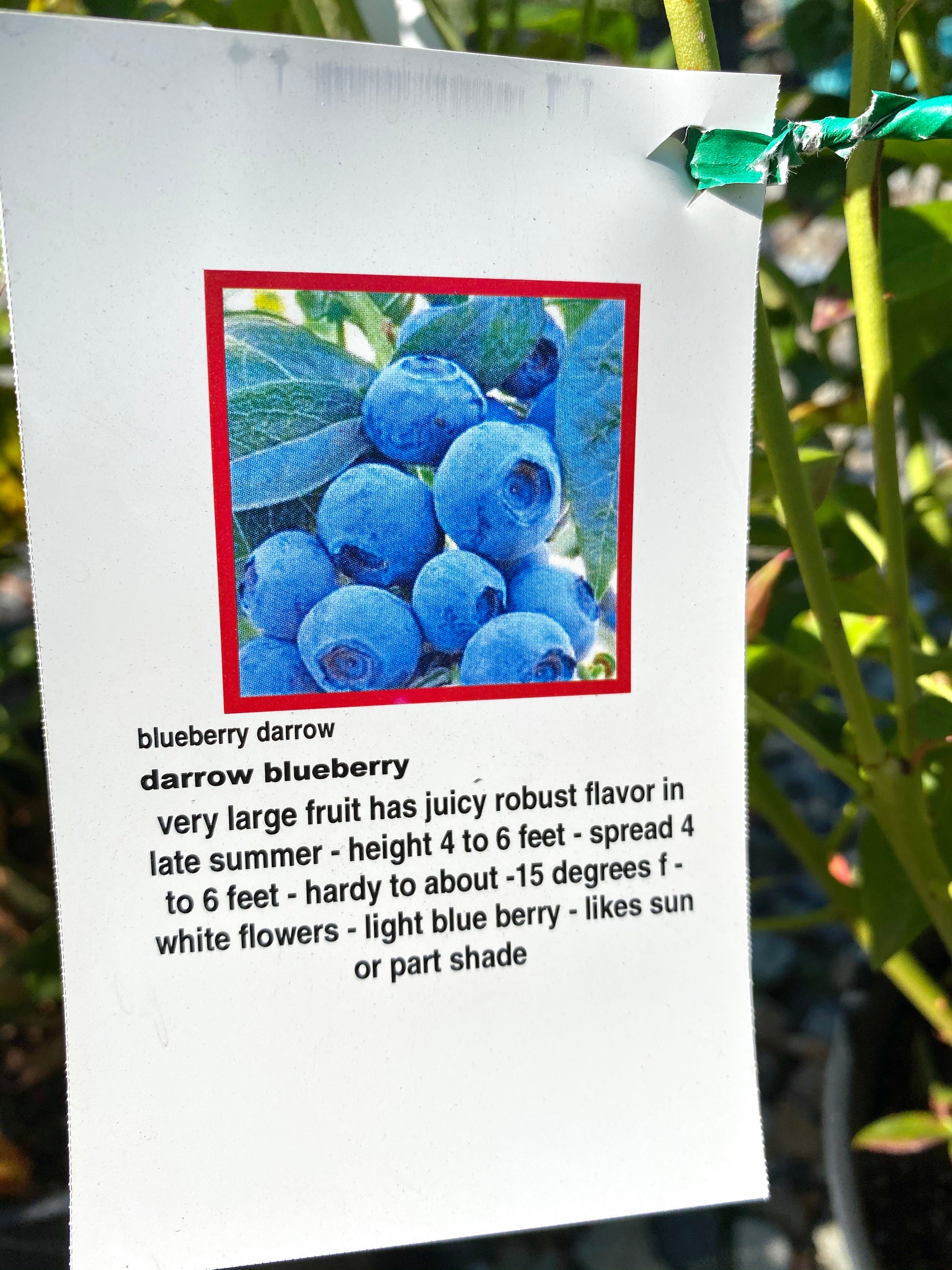 Blueberry 'Darrow'