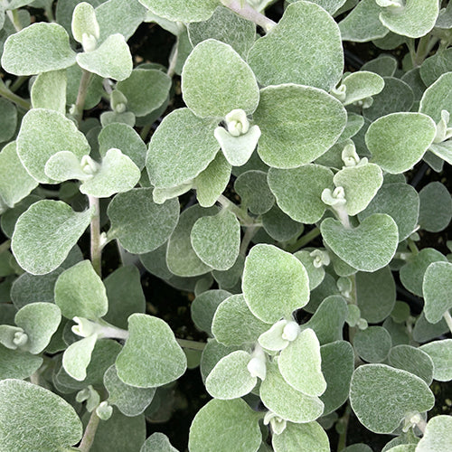 Watson's Greenhouse 