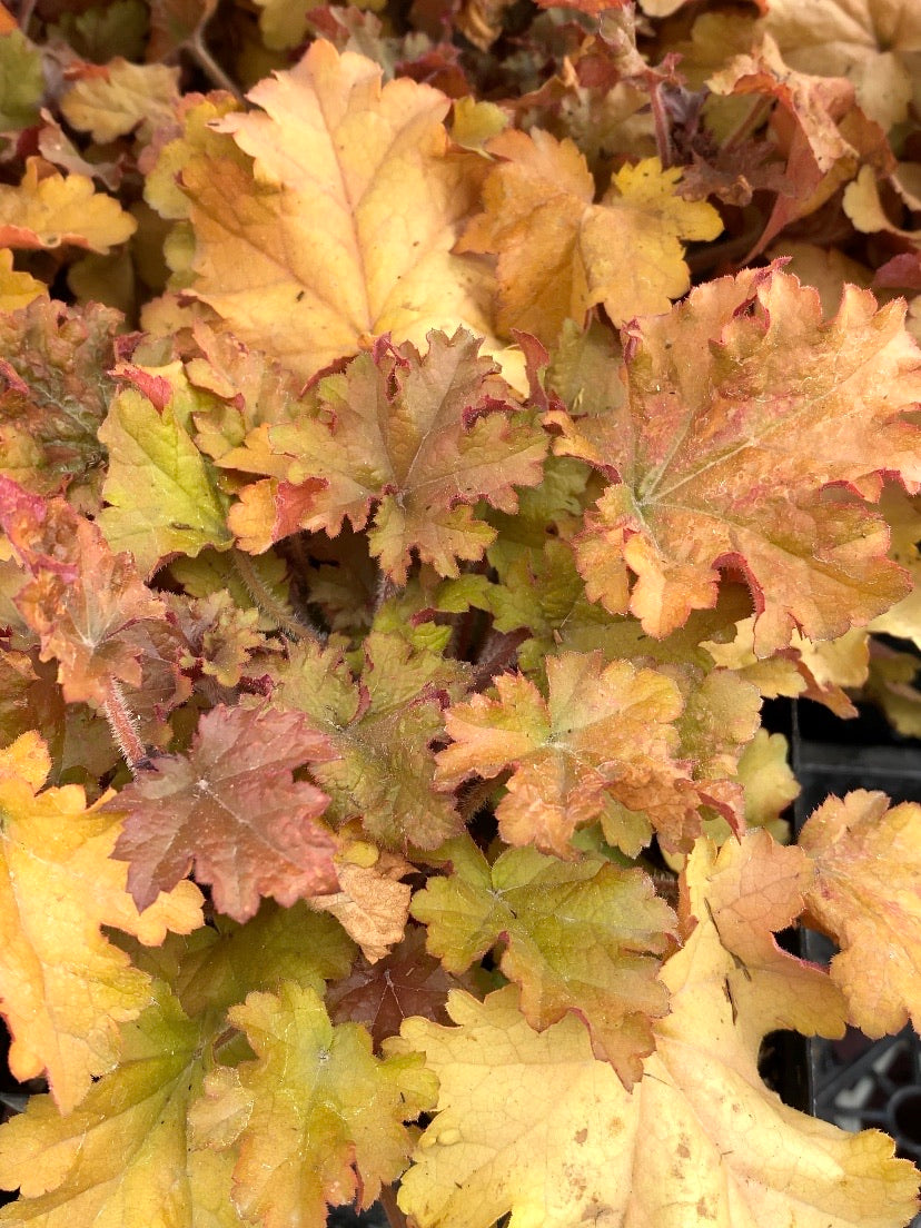 Heuchera 'Marmalade'