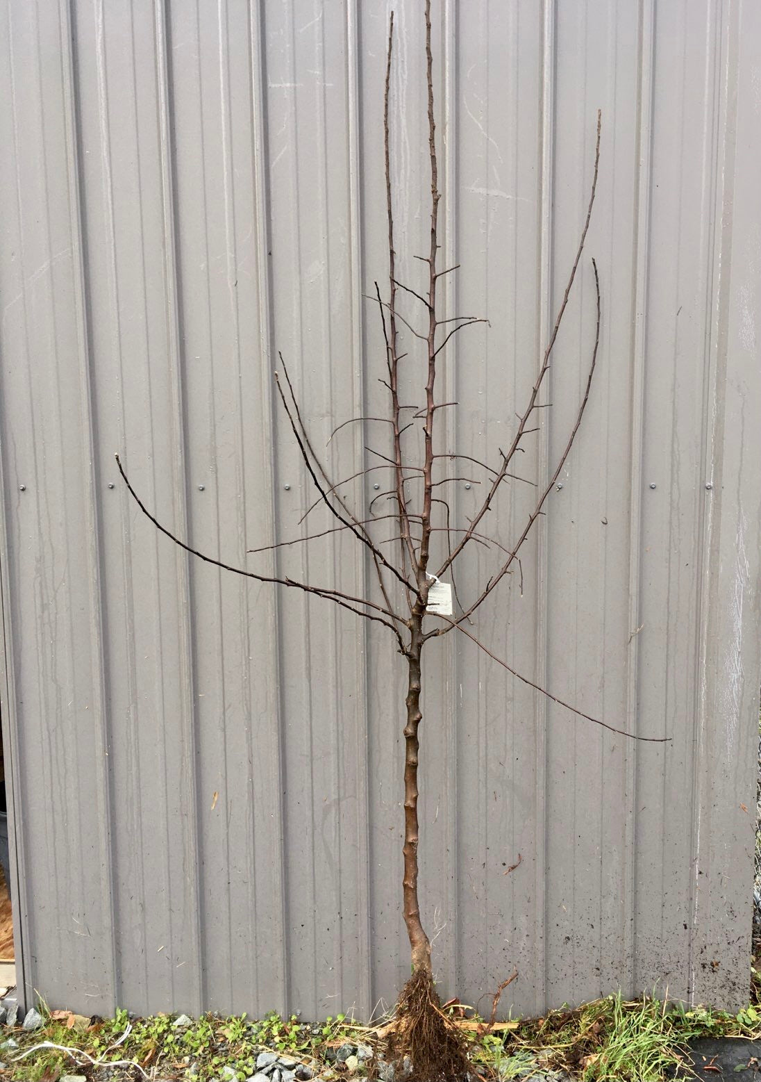 Plum 4-in-1 Combination