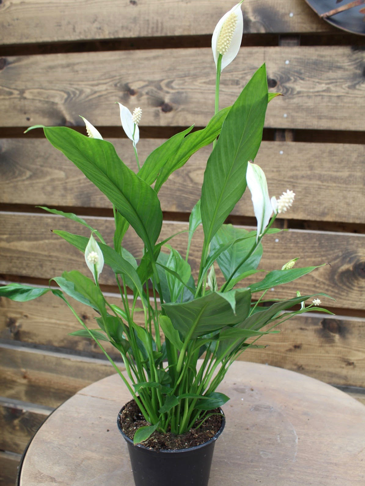 Spathiphyllum 'Peace Lily'