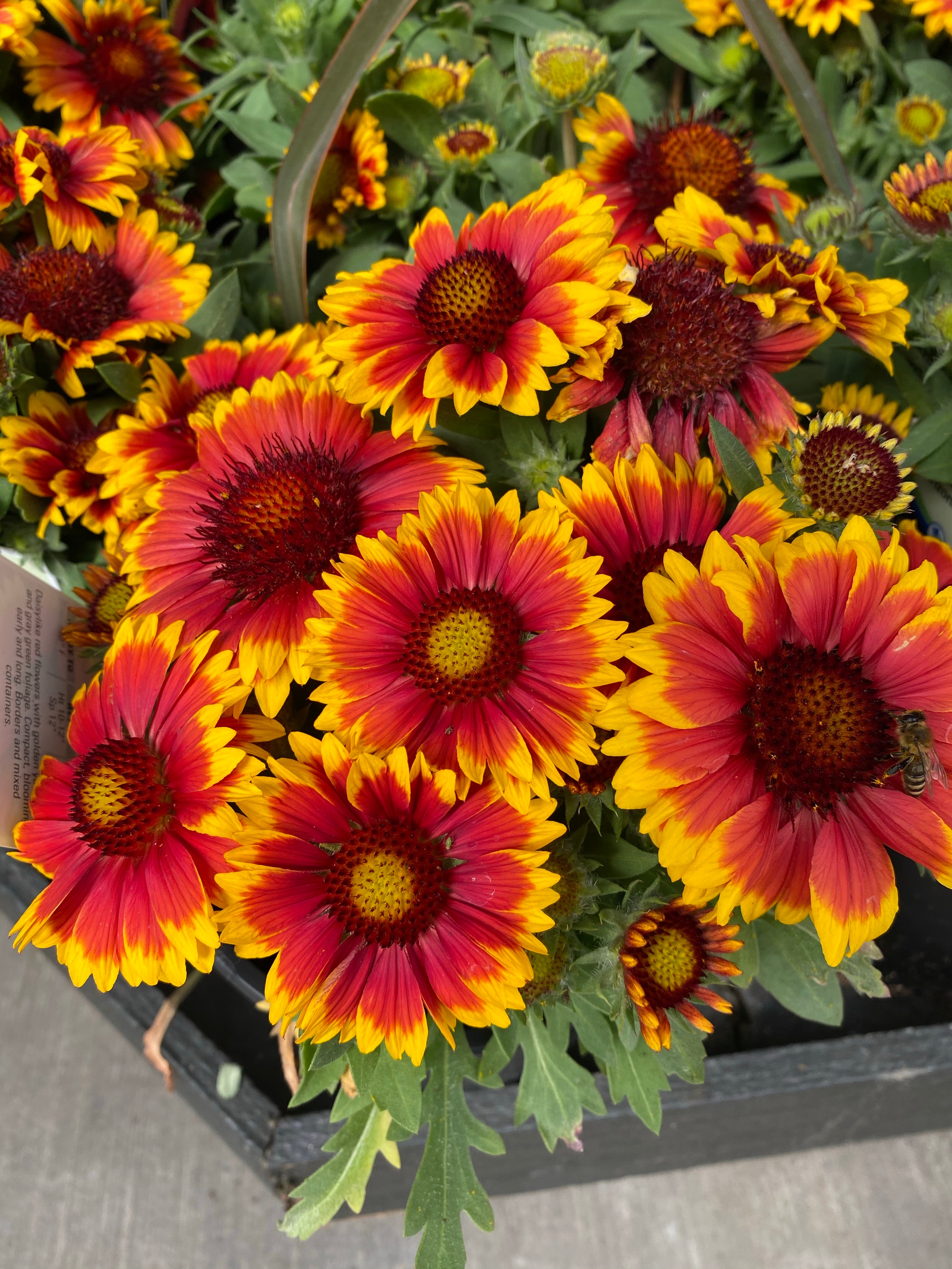 Gaillardia ‘Arizona Sun’ 1G