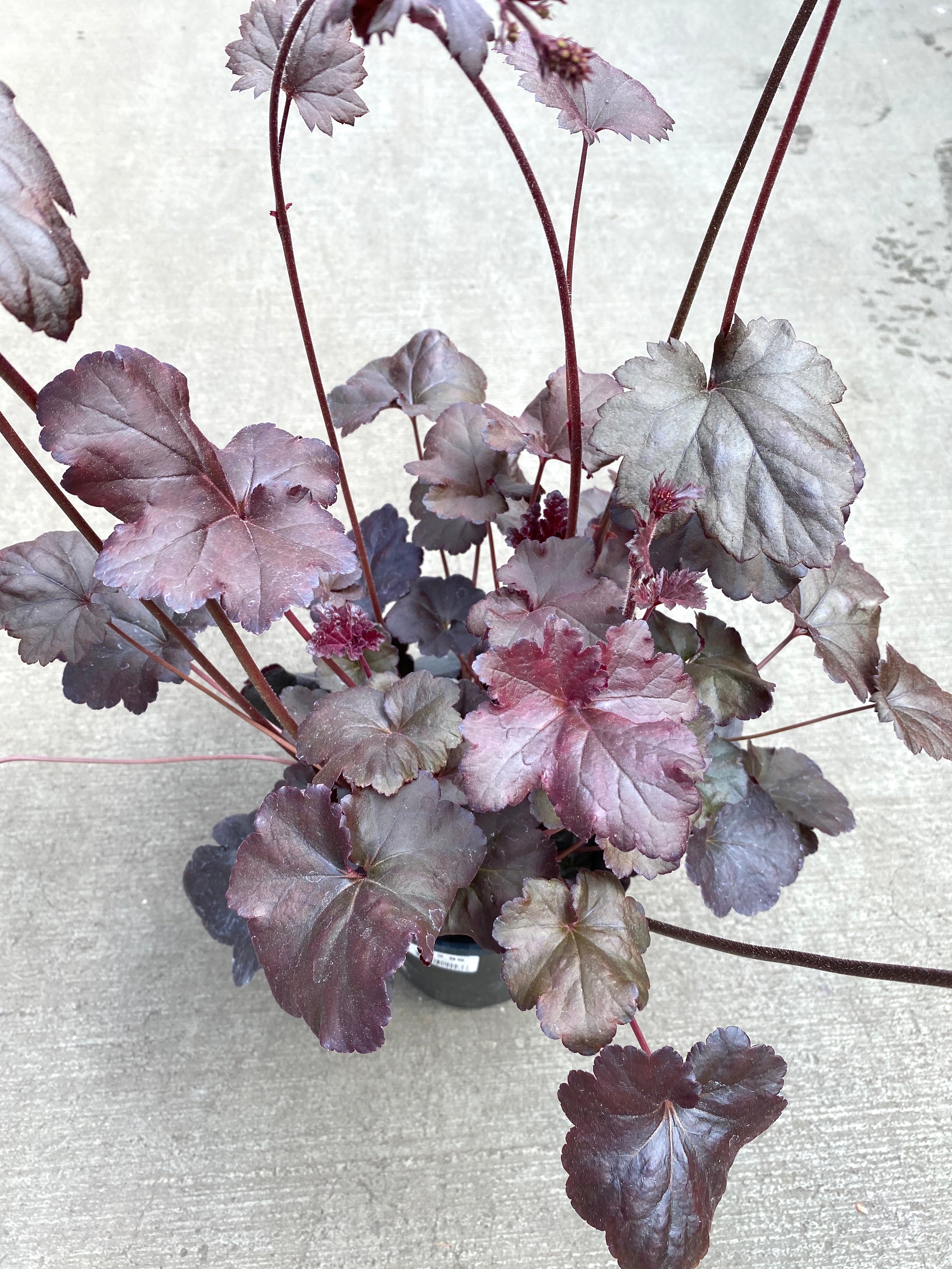 Heuchera 'Obsidian'