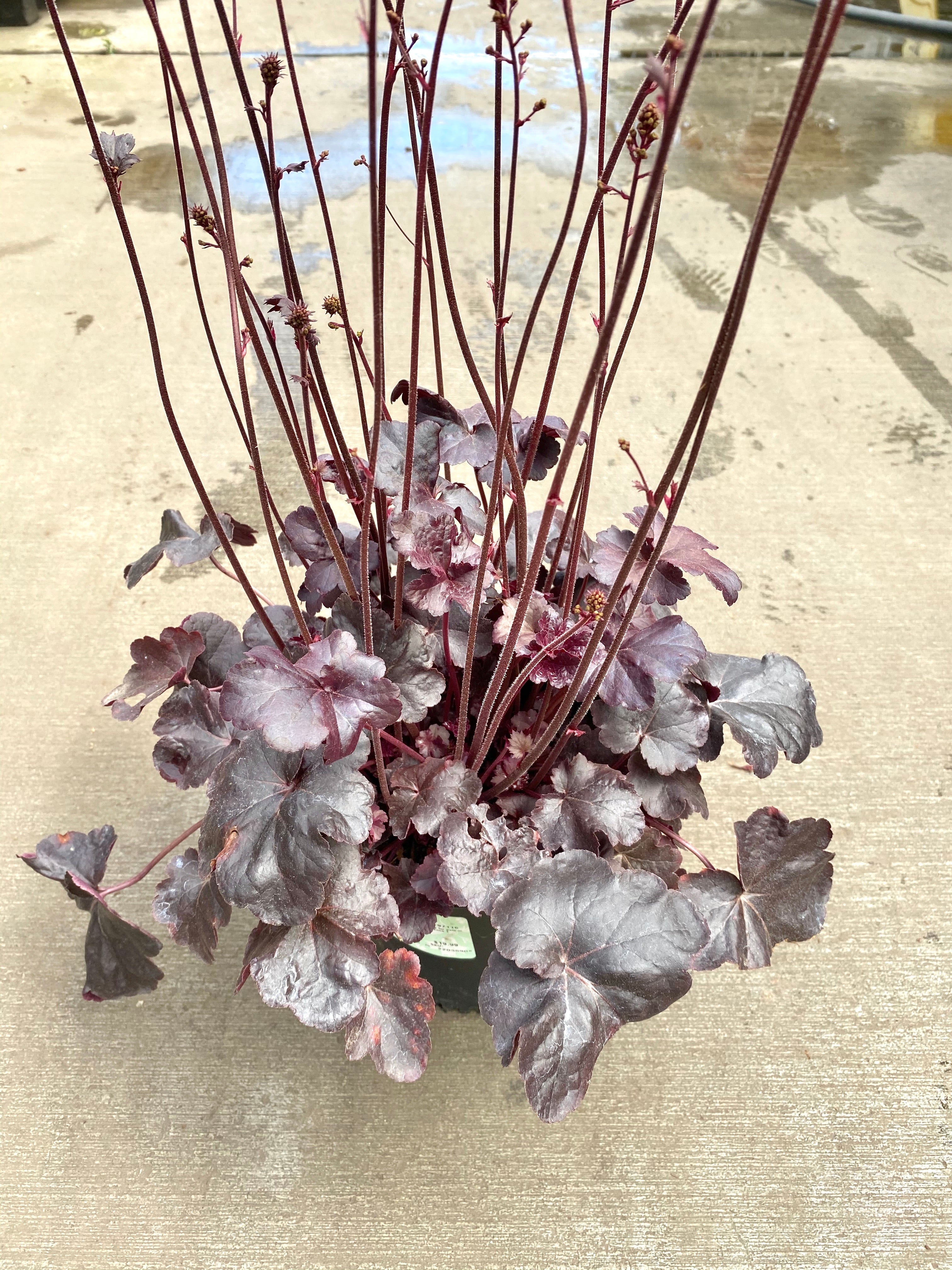 Heuchera 'Obsidian'