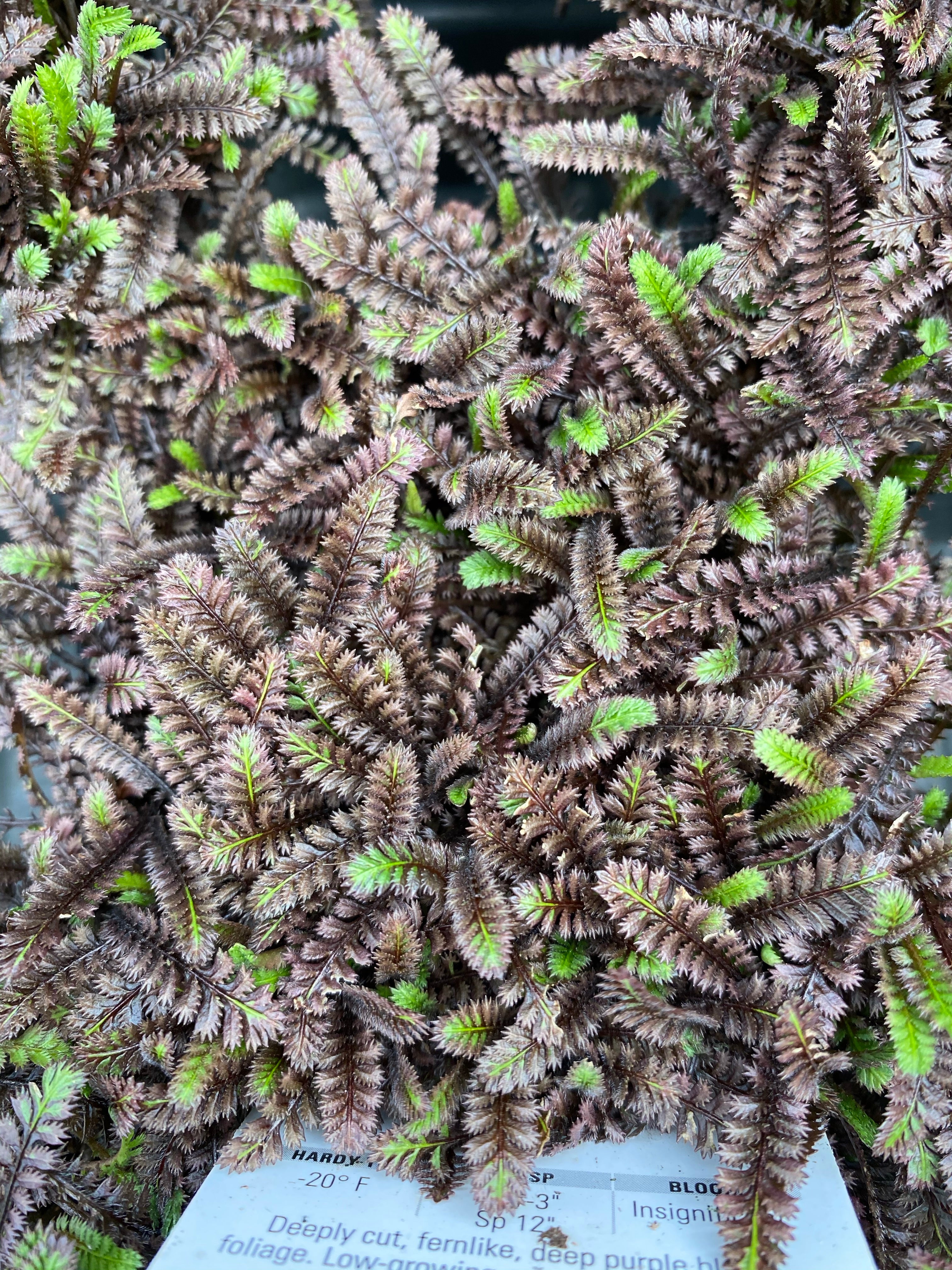 Leptinella 'Platt's Black' 4