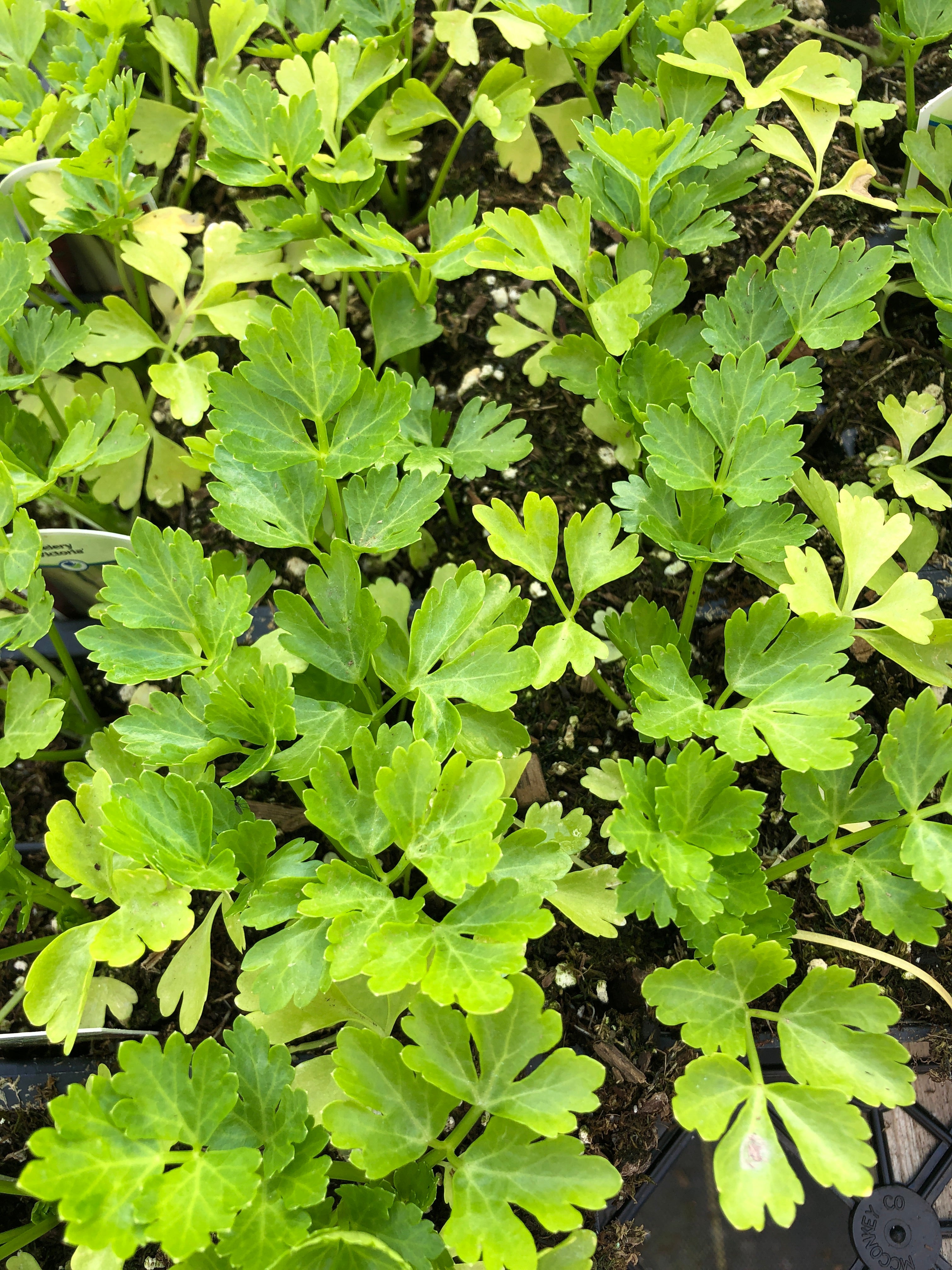 Watson's Greenhouse 