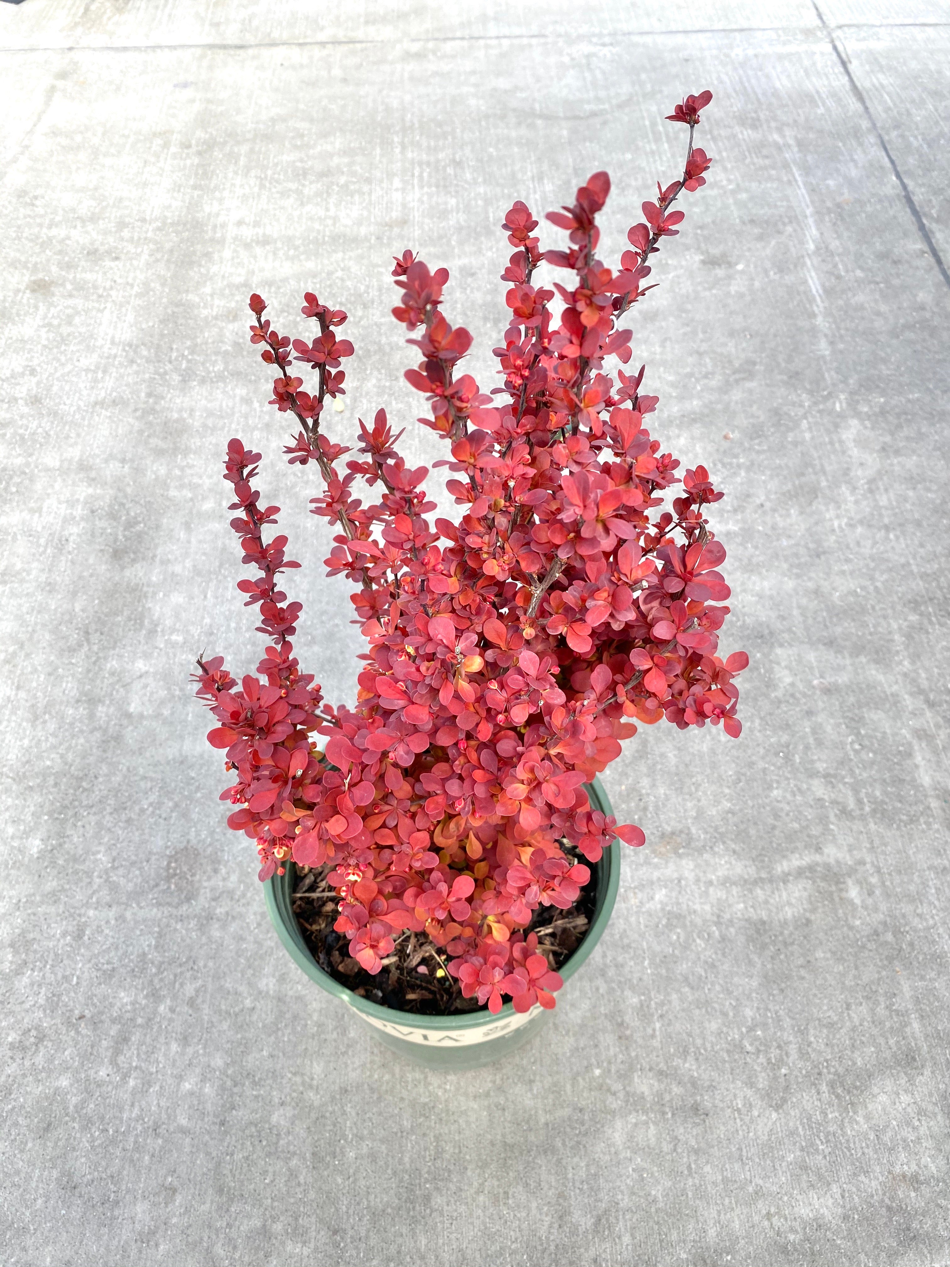 Barberry 'Orange Rocket'