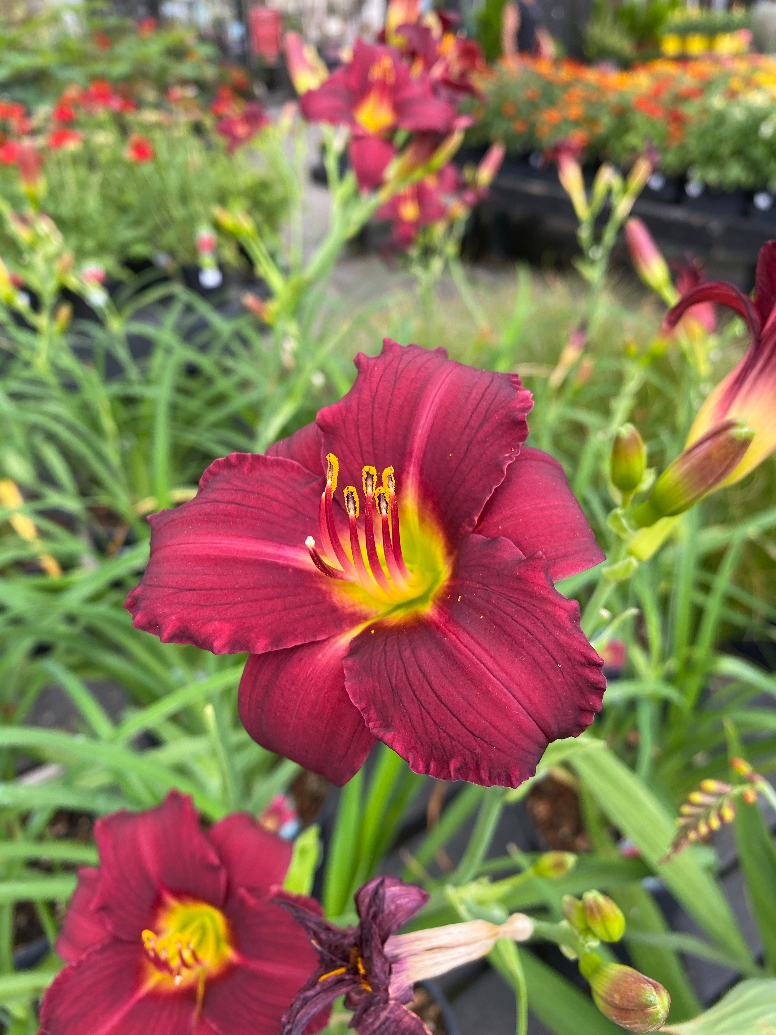 Daylily ‘Ruby Stella’ 1G