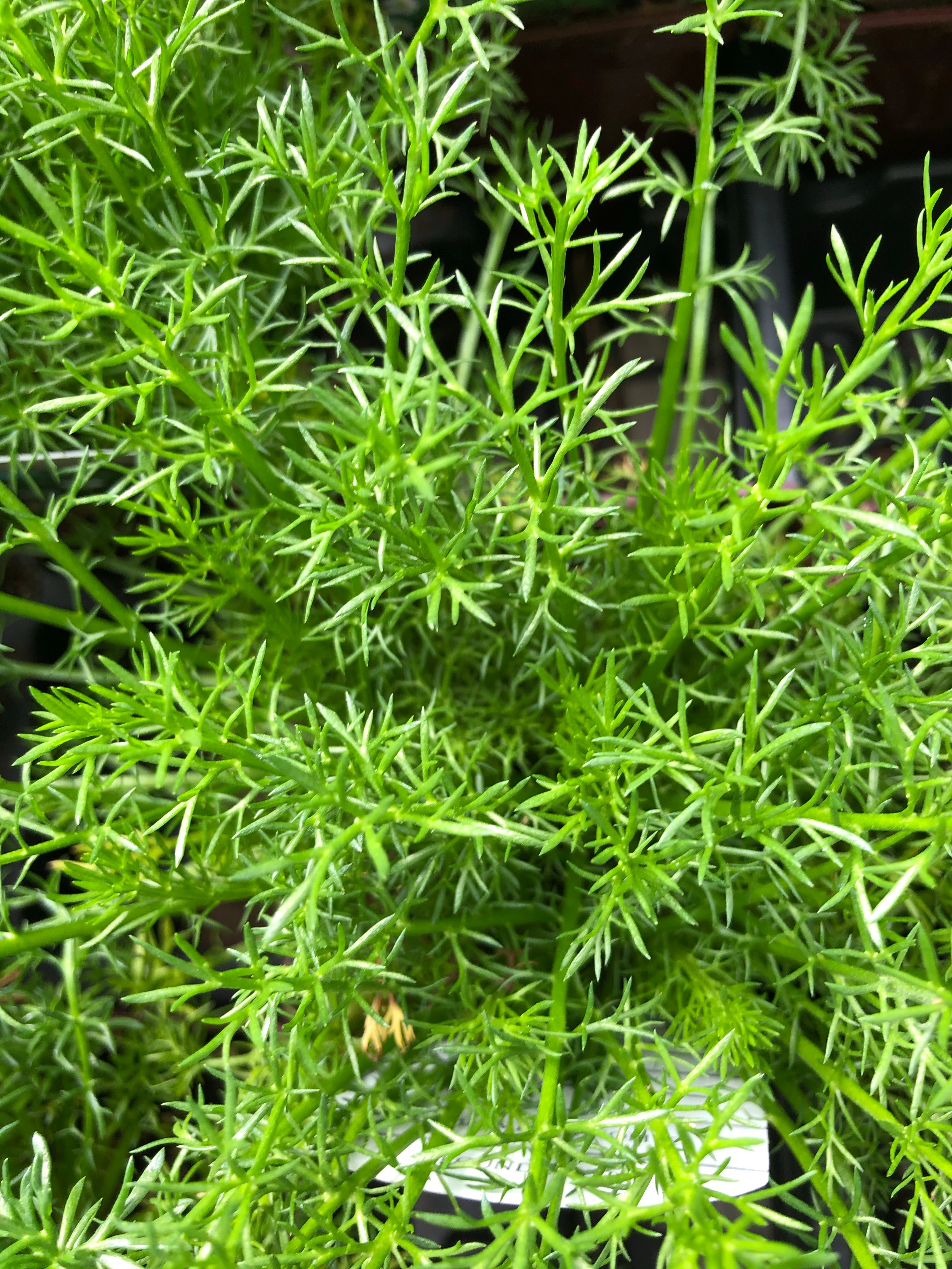 Chamomile Flore Pleno 4"