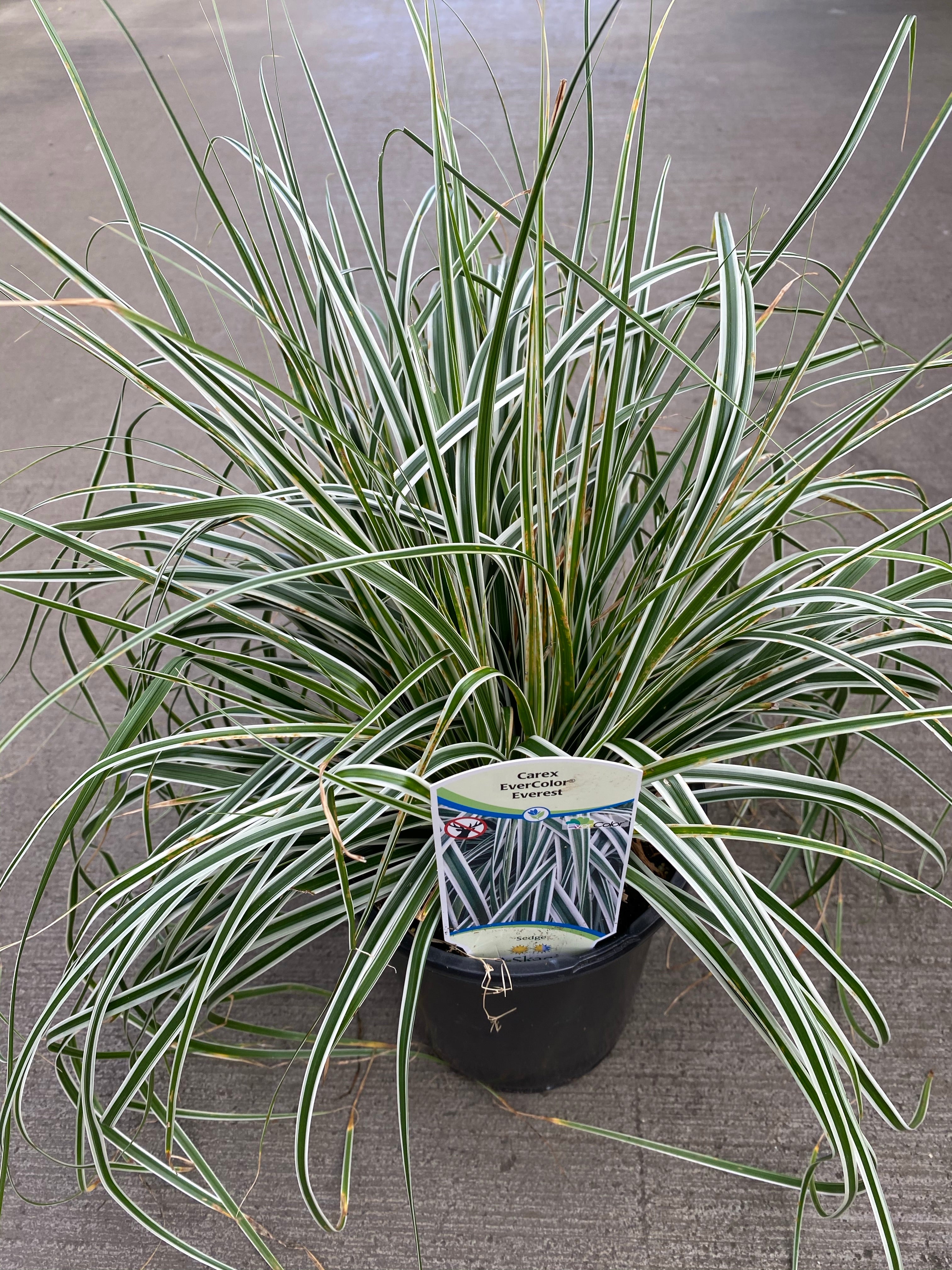 Carex Evercolor® ‘Everest’