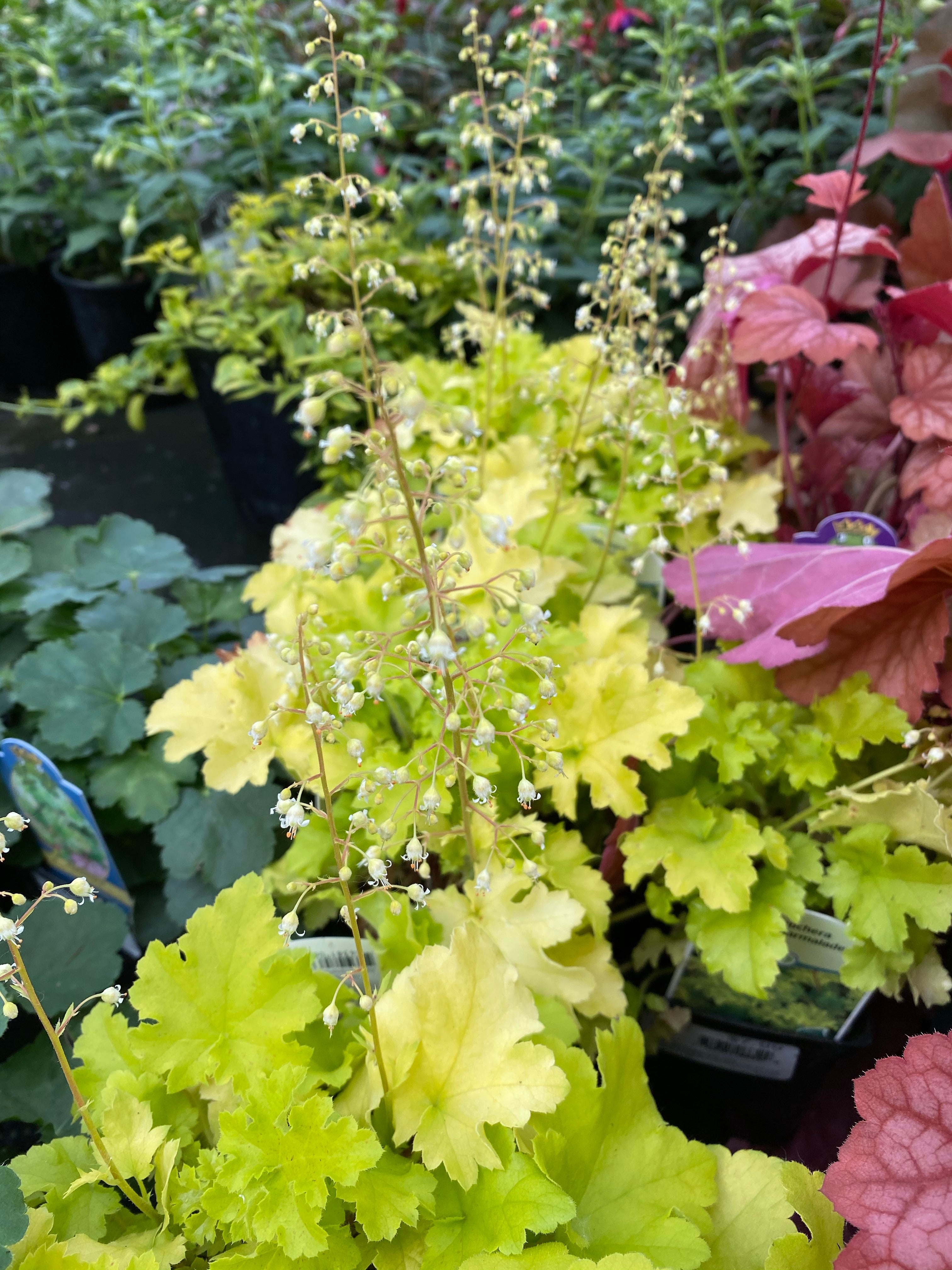 Heuchera 'Lime Marmalade'