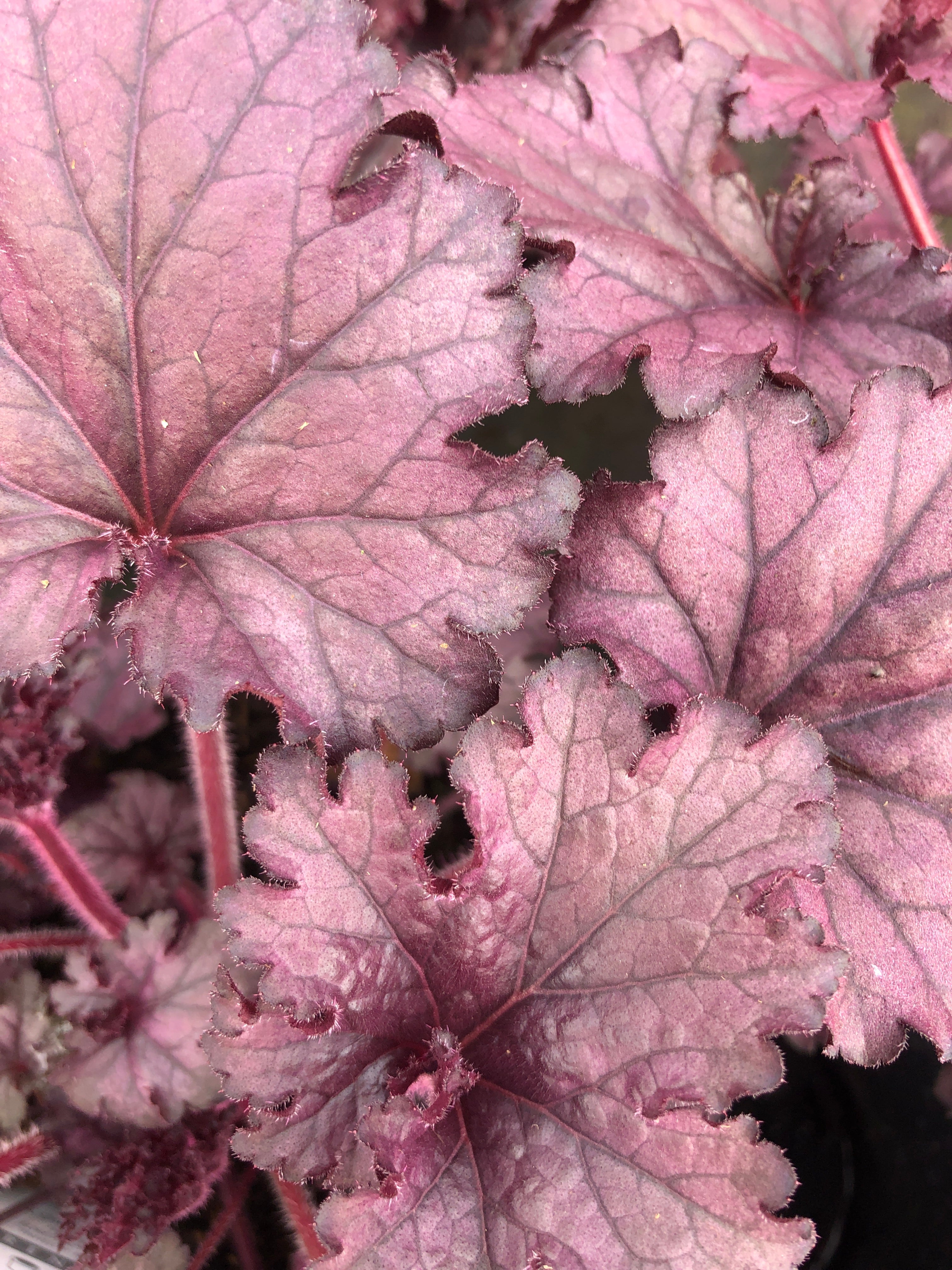 Heuchera 'Forever Purple'