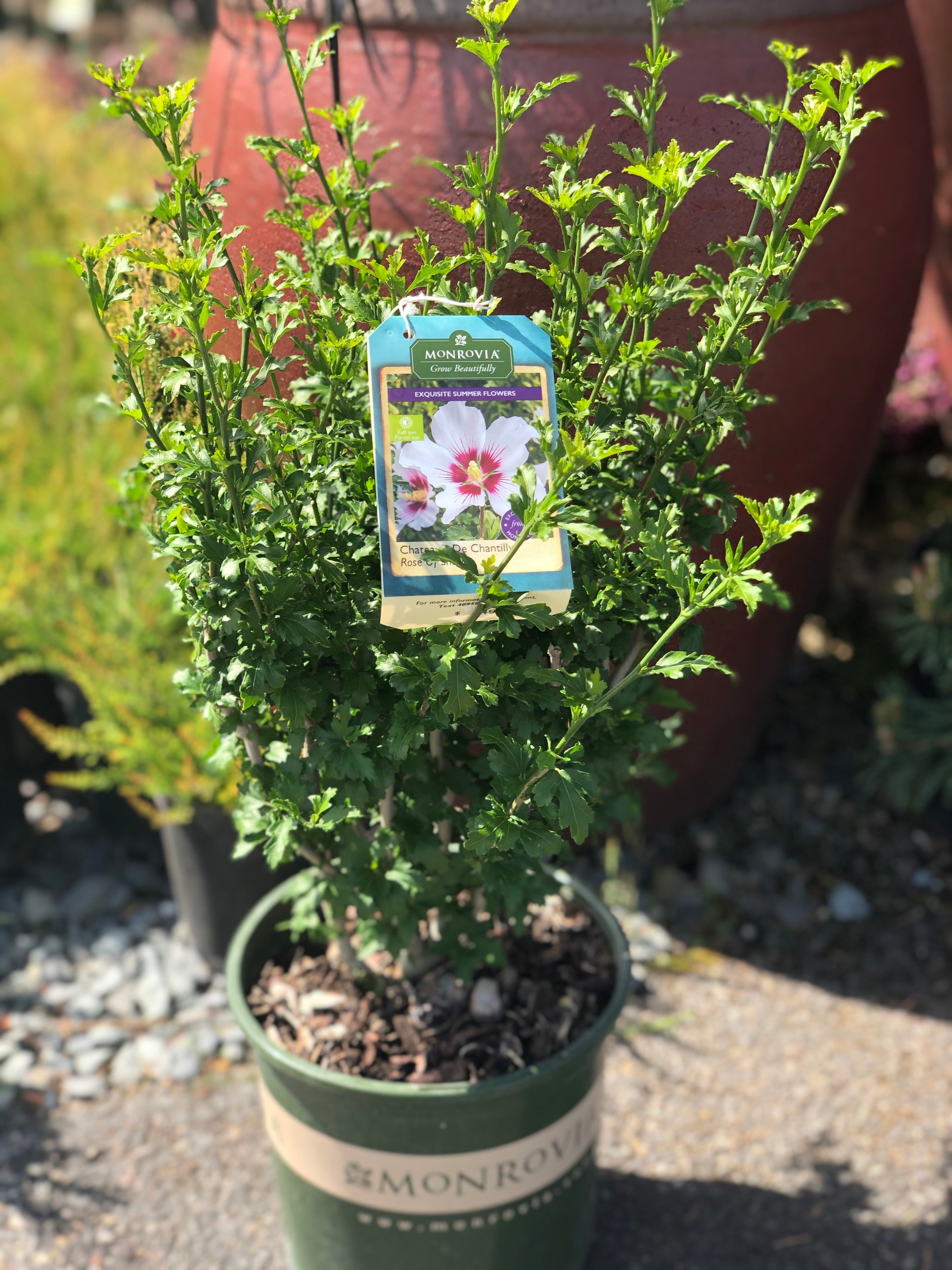 Hibiscus Rose of Sharon Chantilly 5G Tree