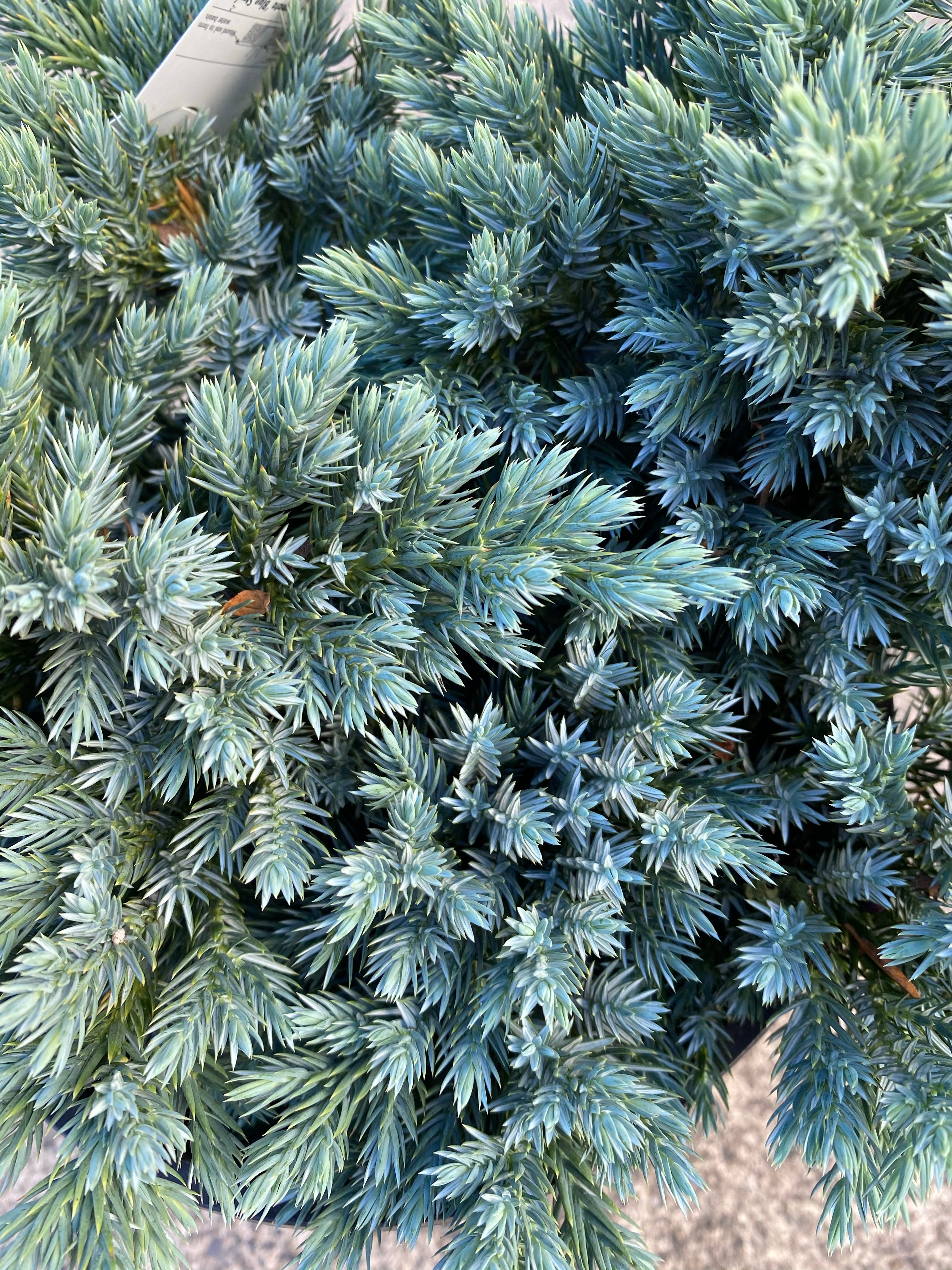 Juniper ‘Blue Star’