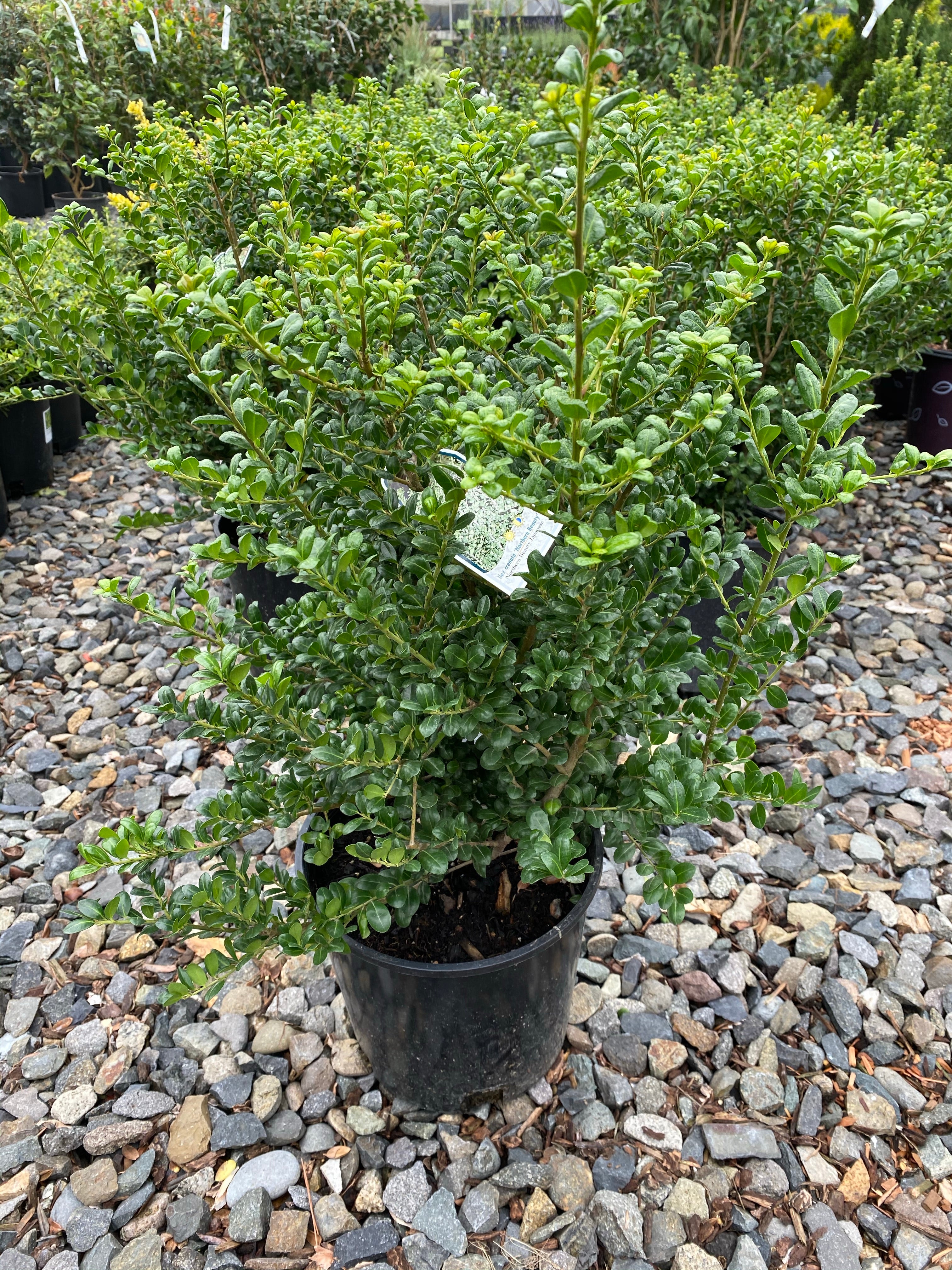 Watson's Greenhouse 