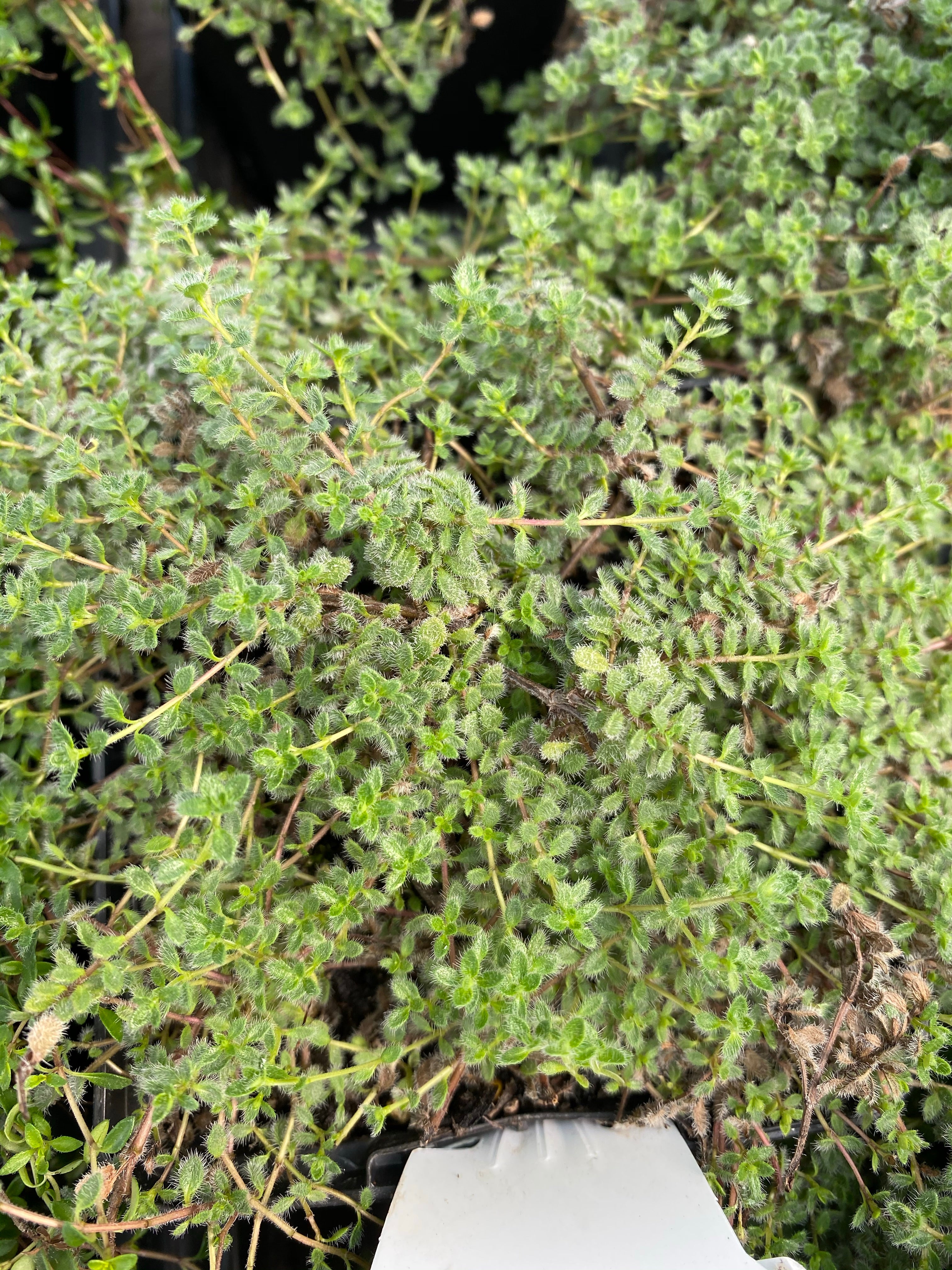 Woolly Thyme 4"