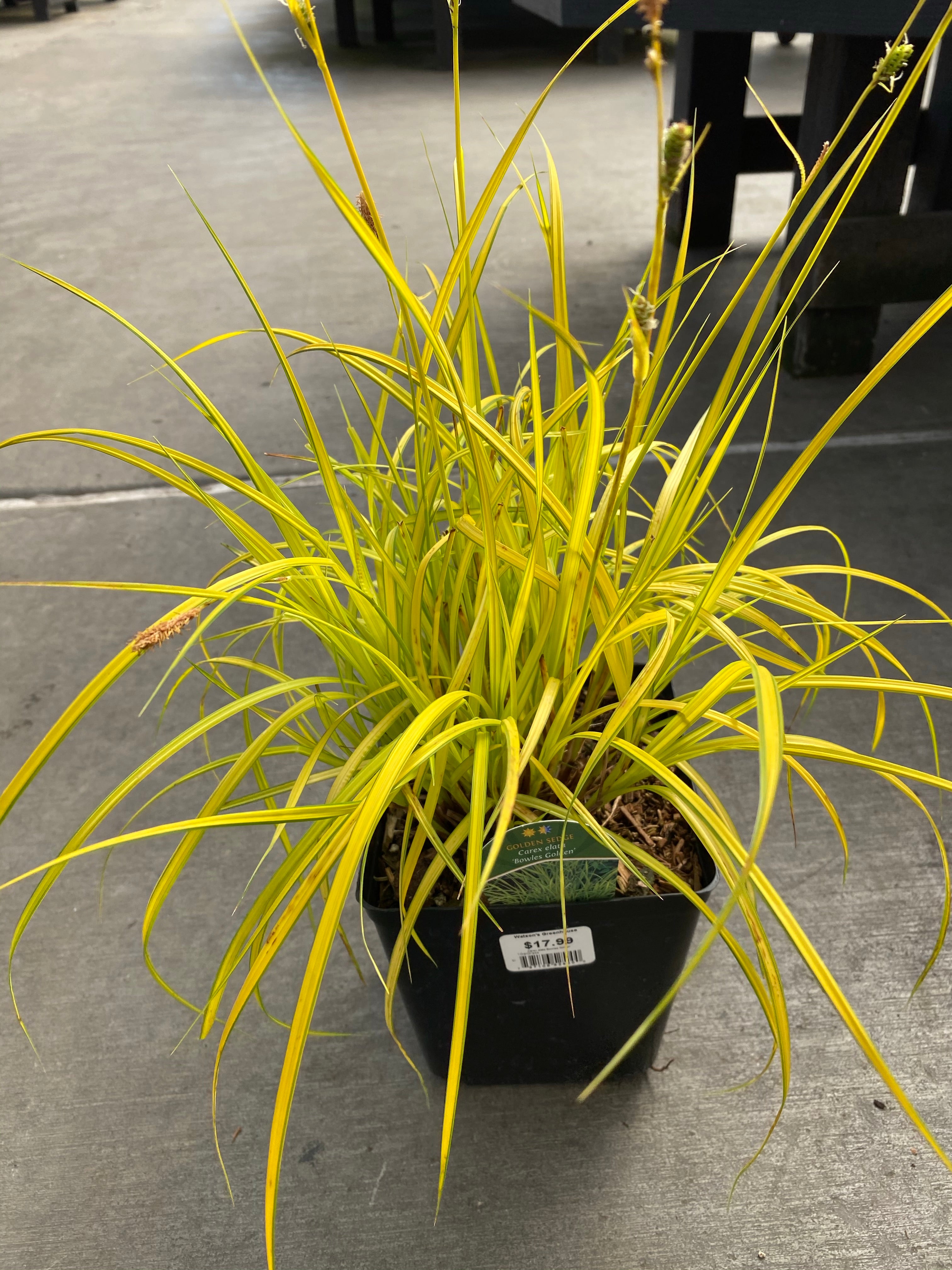 Carex Sedge Golden Bowles 1G