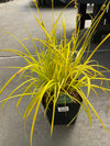 Carex Sedge Golden Bowles 1G