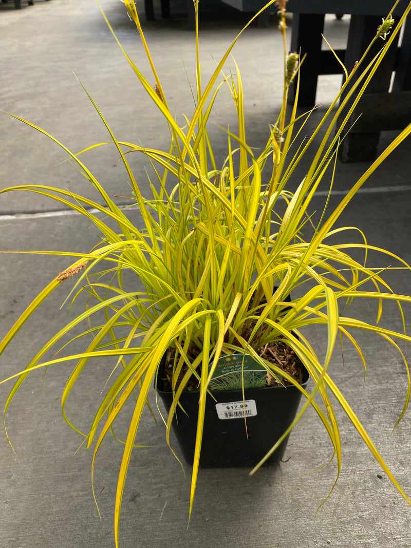 Carex Sedge Golden Bowles 1G