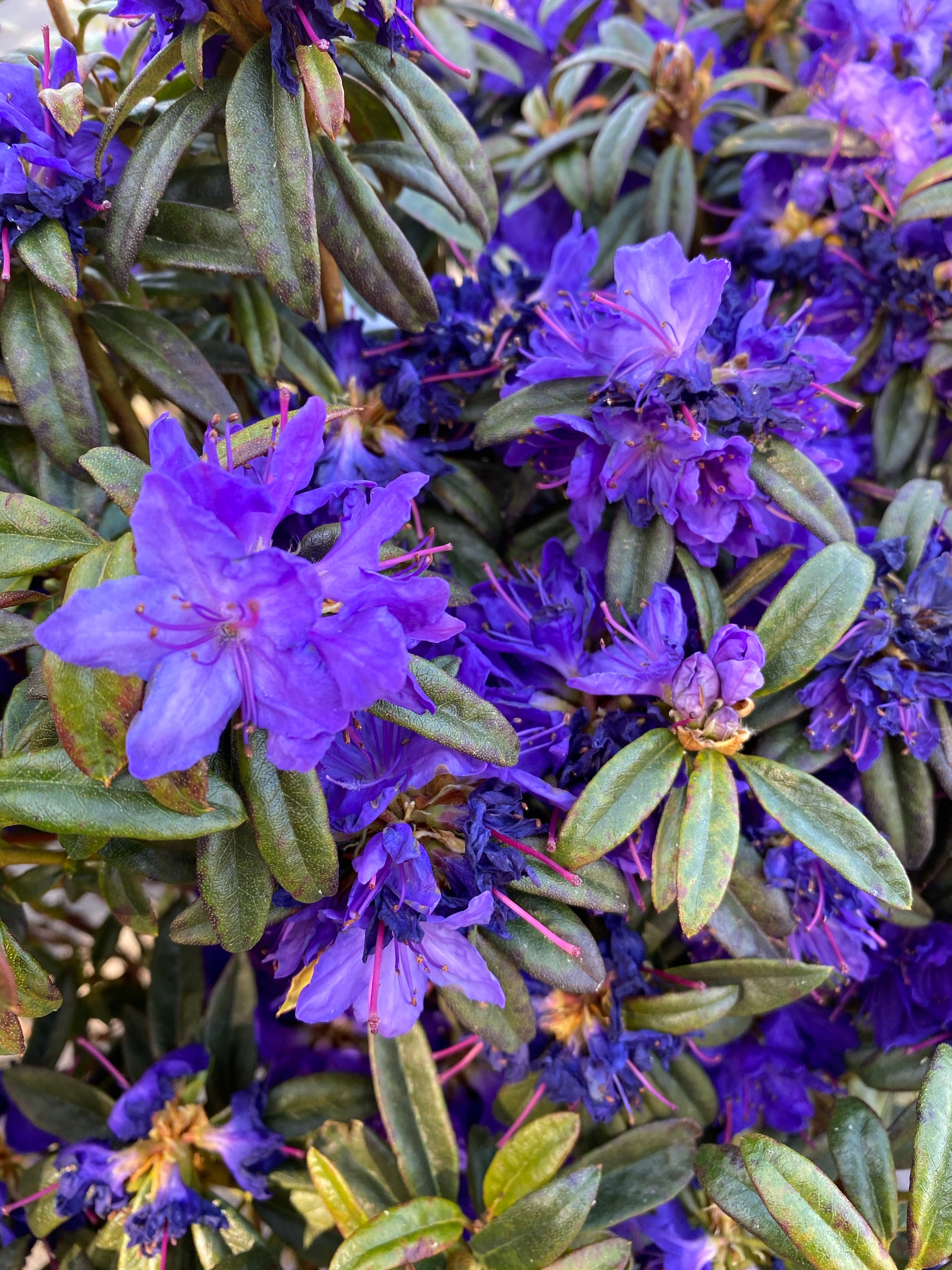 Watson's Greenhouse 