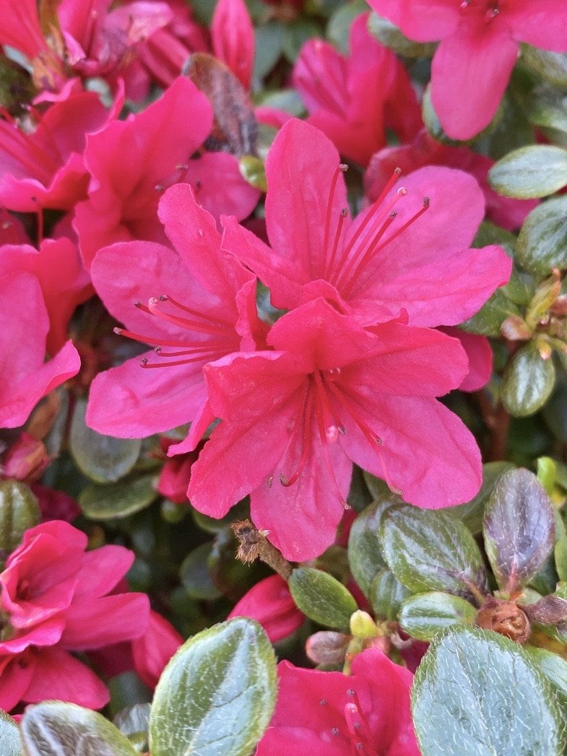 Azalea 'Hino Crimson'