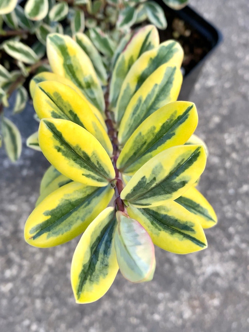 Hebe Variegata 1G