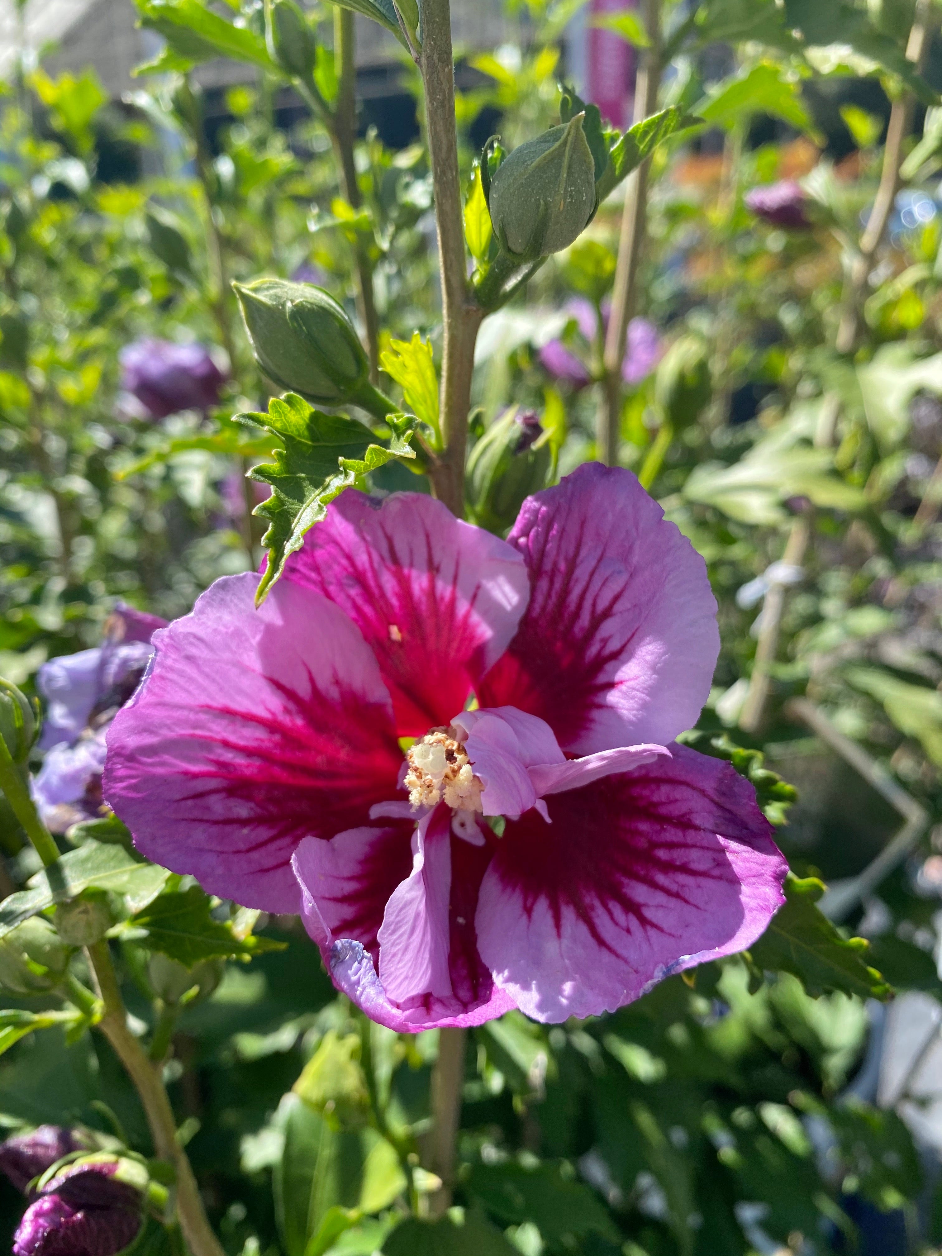 Rose of Sharon ‘Purple Pillar’ 3G