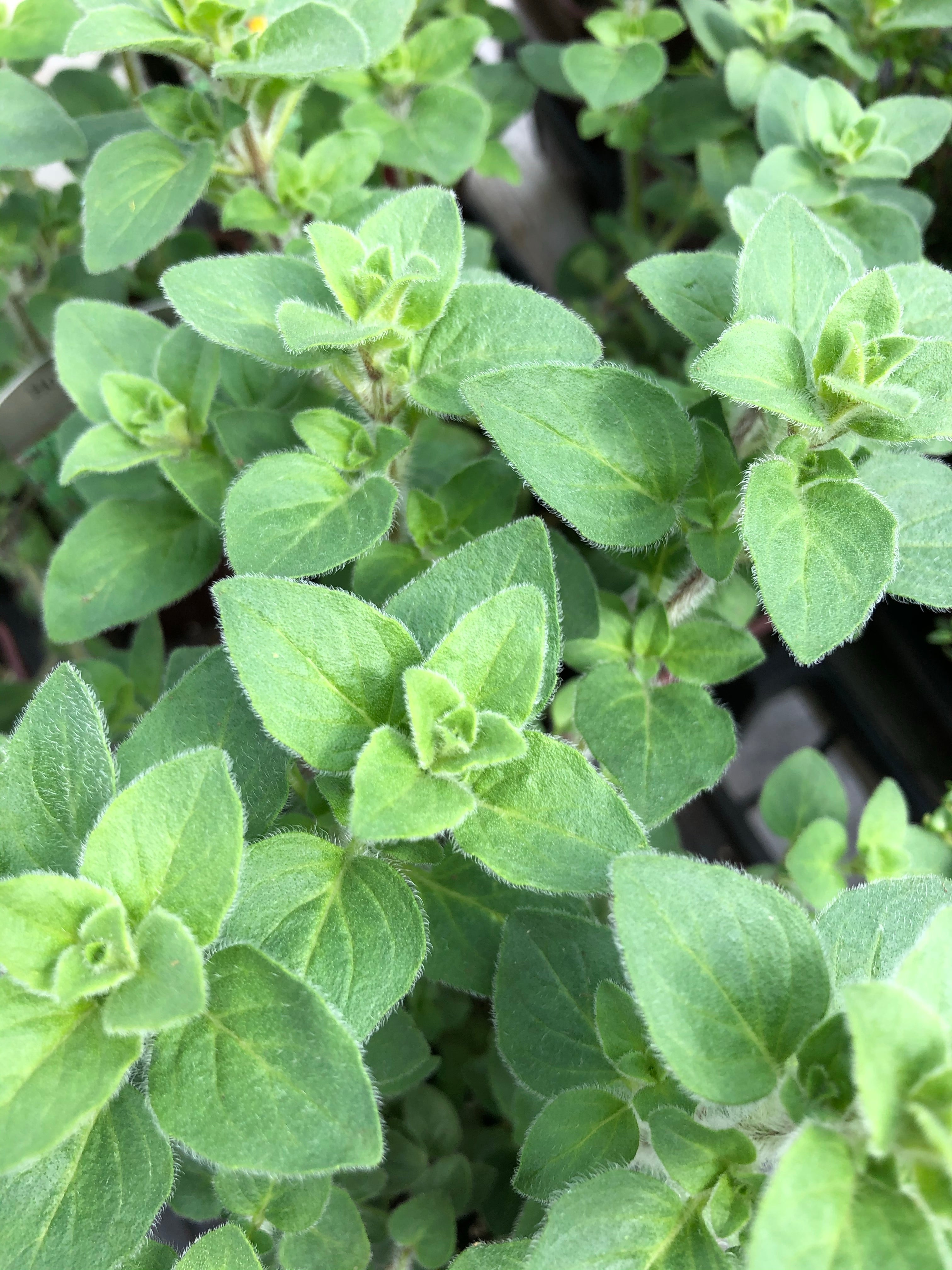 Oregano Hot & Spicy 4"