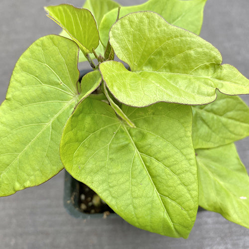 Watson's Greenhouse 