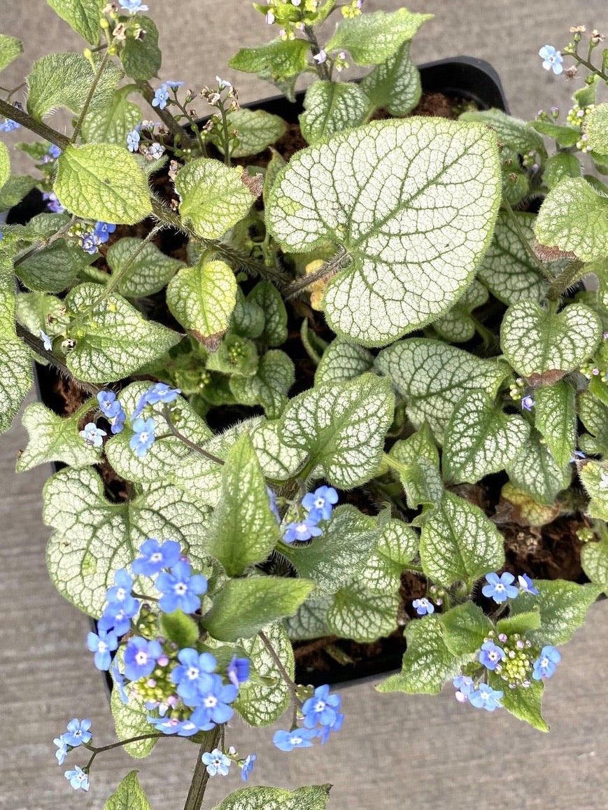 Heartleaf Brunnera ‘Jack Frost’ 1G