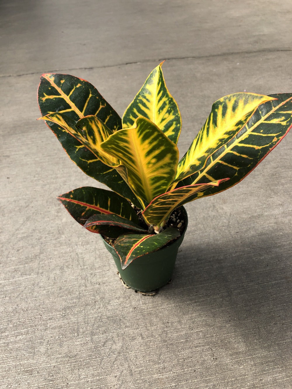 Croton 4''