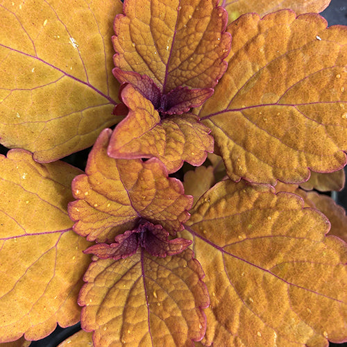 Coleus 'Campfire' 4”