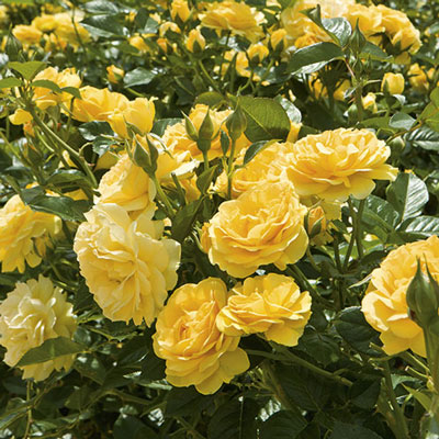 Floribunda | Julia Child