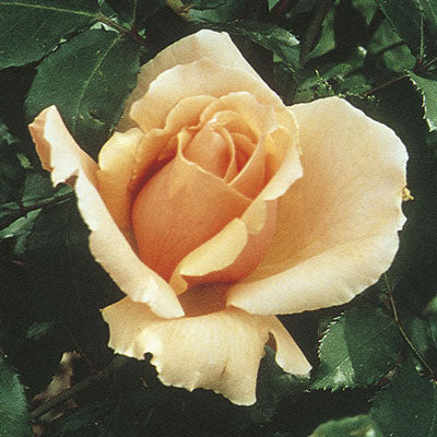 Hybrid Tea | Just Joey