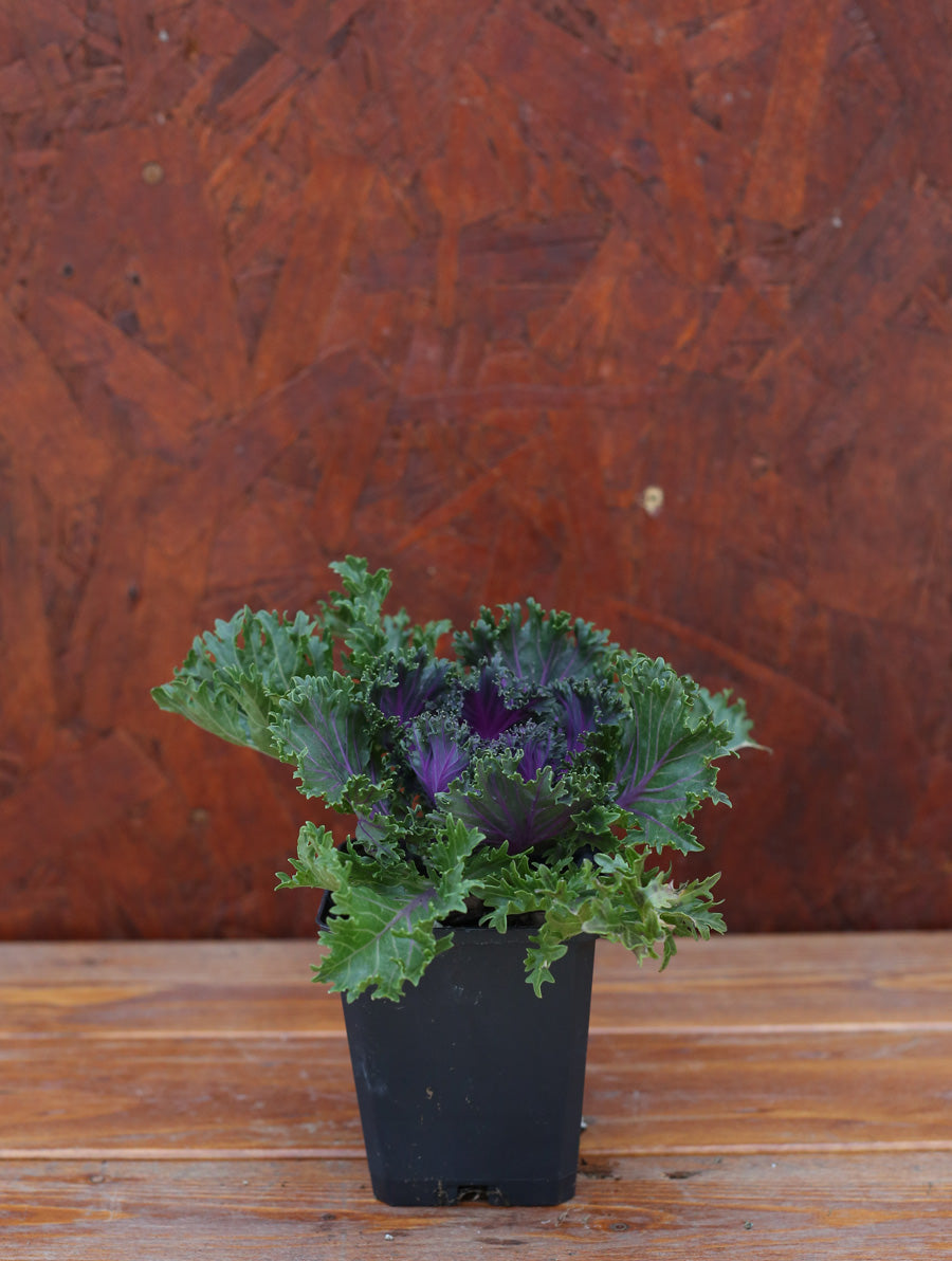 Ornamental Kale 'Glamour Red'